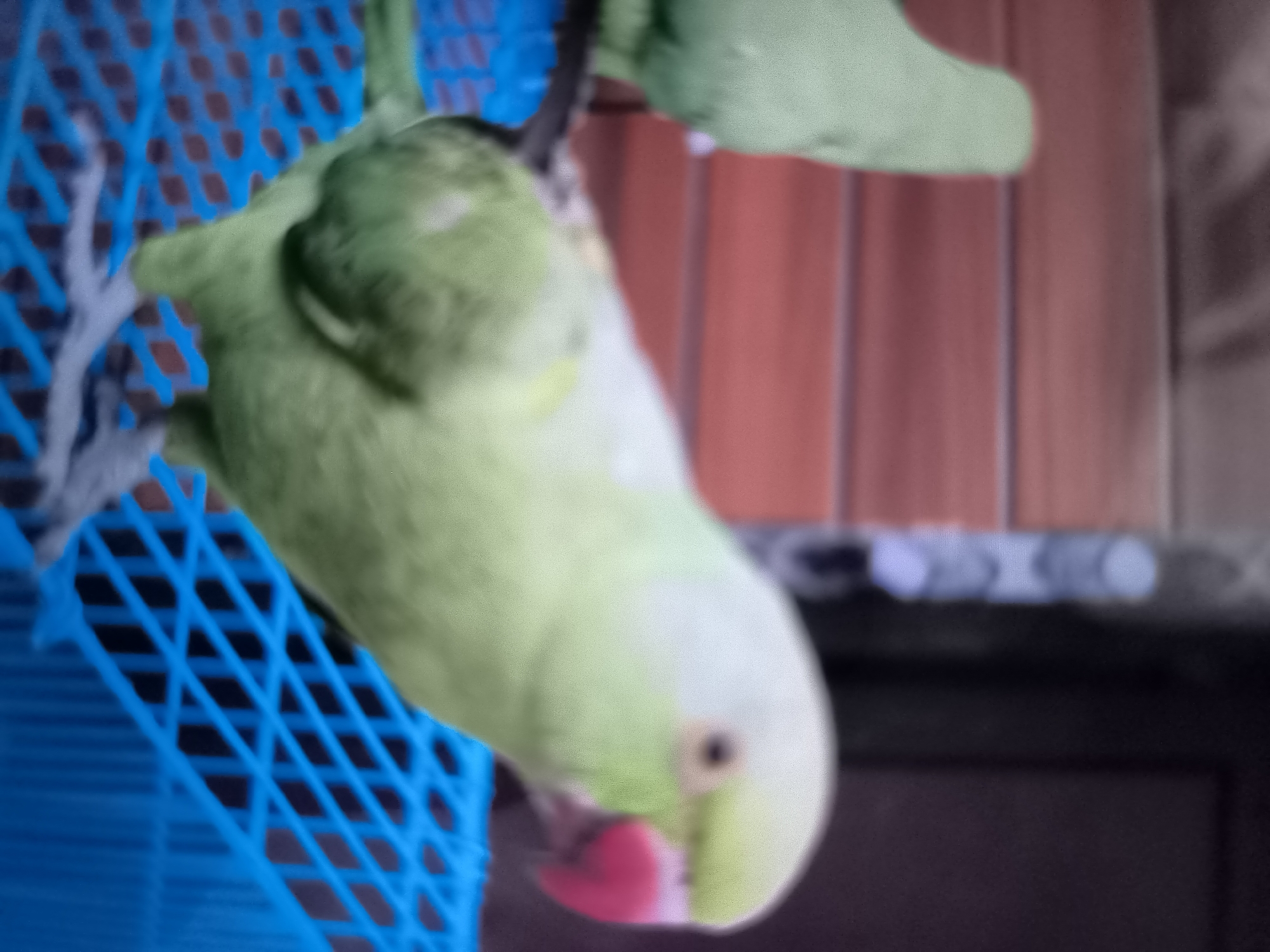 An upside-down, light green parakeet is hanging from a blue, plastic cage. The parakeet's beak is a bright pink. The background consists of vertical reddish-brown planks and a blurred dark area. The image was taken in the city of Banjarejo, Indonesia.