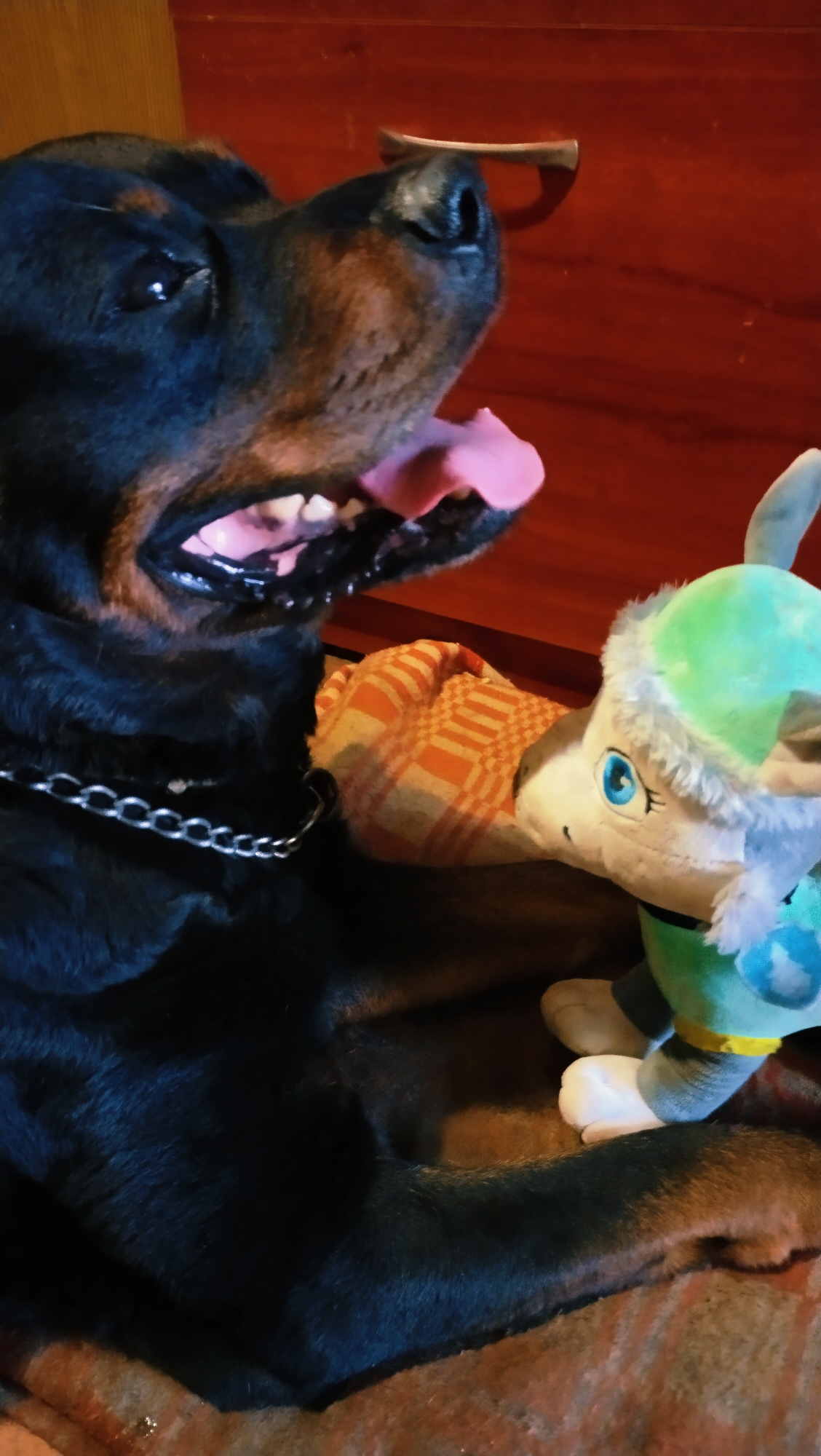 A black Rottweiler is lying down, its mouth open with its tongue out, looking towards a stuffed toy rabbit. The rabbit is wearing a green hat and a green outfit, and its eyes are wide open. The Rottweiler is wearing a silver chain collar. They are both on a brown and orange checkered blanket, with a wooden surface in the background. The scene is indoors, likely in a residential setting in the city of Horishni Plavni, Ukraine.