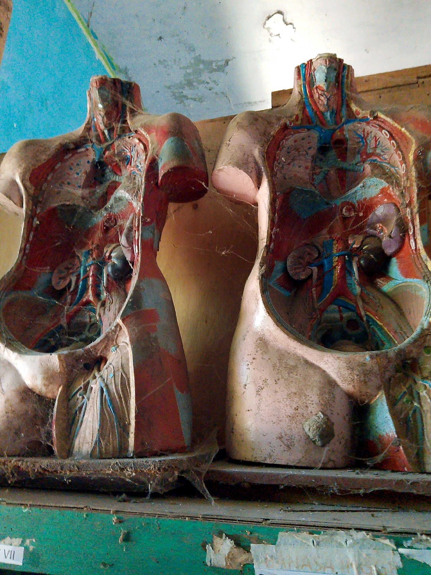 In a dimly lit room in Kuripan Utara, Indonesia, two disembodied anatomical torso models, used for educational purposes, are displayed on dusty shelves. The models, showing internal organs in red, blue, and flesh tones, are partially covered in cobwebs, suggesting abandonment or long-term disuse. The background reveals a textured, light-colored wall with peeling paint and a partially visible wooden structure. The shelves themselves are worn, with a green painted shelf visible at the bottom of the frame. The scene conveys a sense of decay and neglect.