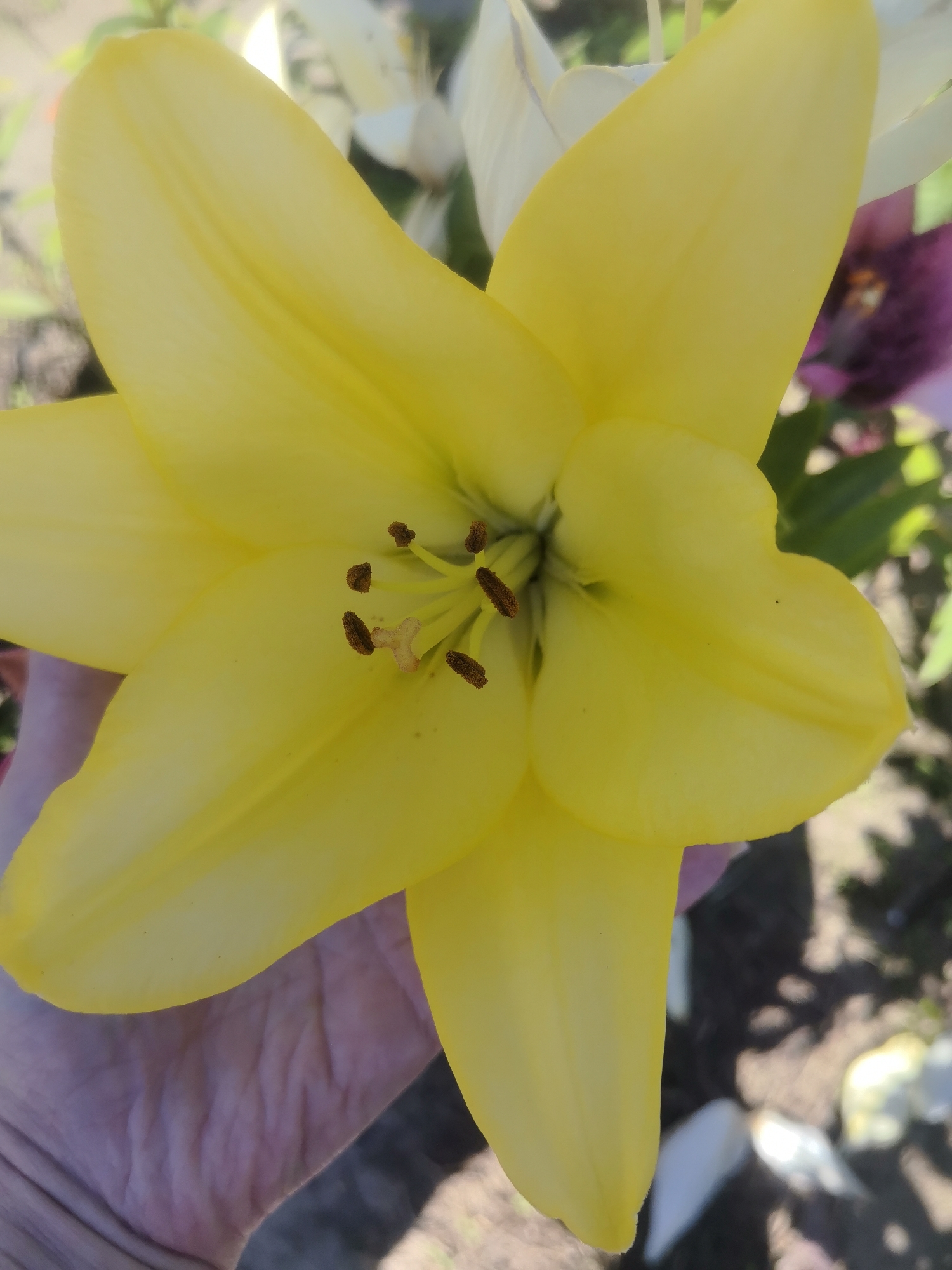 A close-up shot shows a bright yellow lily flower with delicate petals. The flower's center reveals dark brown anthers. A human hand, with visible lines and a slightly pinkish hue, is positioned beneath the flower, gently supporting it. The background is blurred, but hints of other flowers, including a dark purple lily and some white petals, are discernible. Green foliage is also present, suggesting an outdoor garden setting. The sunlight casts shadows on the ground in the background, indicating it is daytime, likely a sunny day. The overall mood is serene and highlights the beauty of nature. The location is identified as Kashino, Russia. There is no visible text in the image.