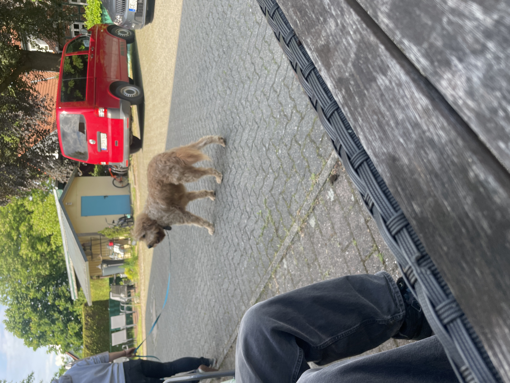A medium-shot, oblique-angle photograph, possibly taken in Wienhausen, Germany, depicts a paved area with a red van parked near a small building with a blue door and a bicycle leaned against it. A medium-sized, light-brown dog is seen walking across the paved area. In the foreground, a person is seated, wearing dark jeans and dark shoes. Part of a wooden bench with a woven black frame is also visible in the foreground. A person holding a blue leash is partly visible in the lower left corner. The presence of the red van and other vehicles implies a residential or suburban setting. Trees are visible in the background, suggesting a park or green area.