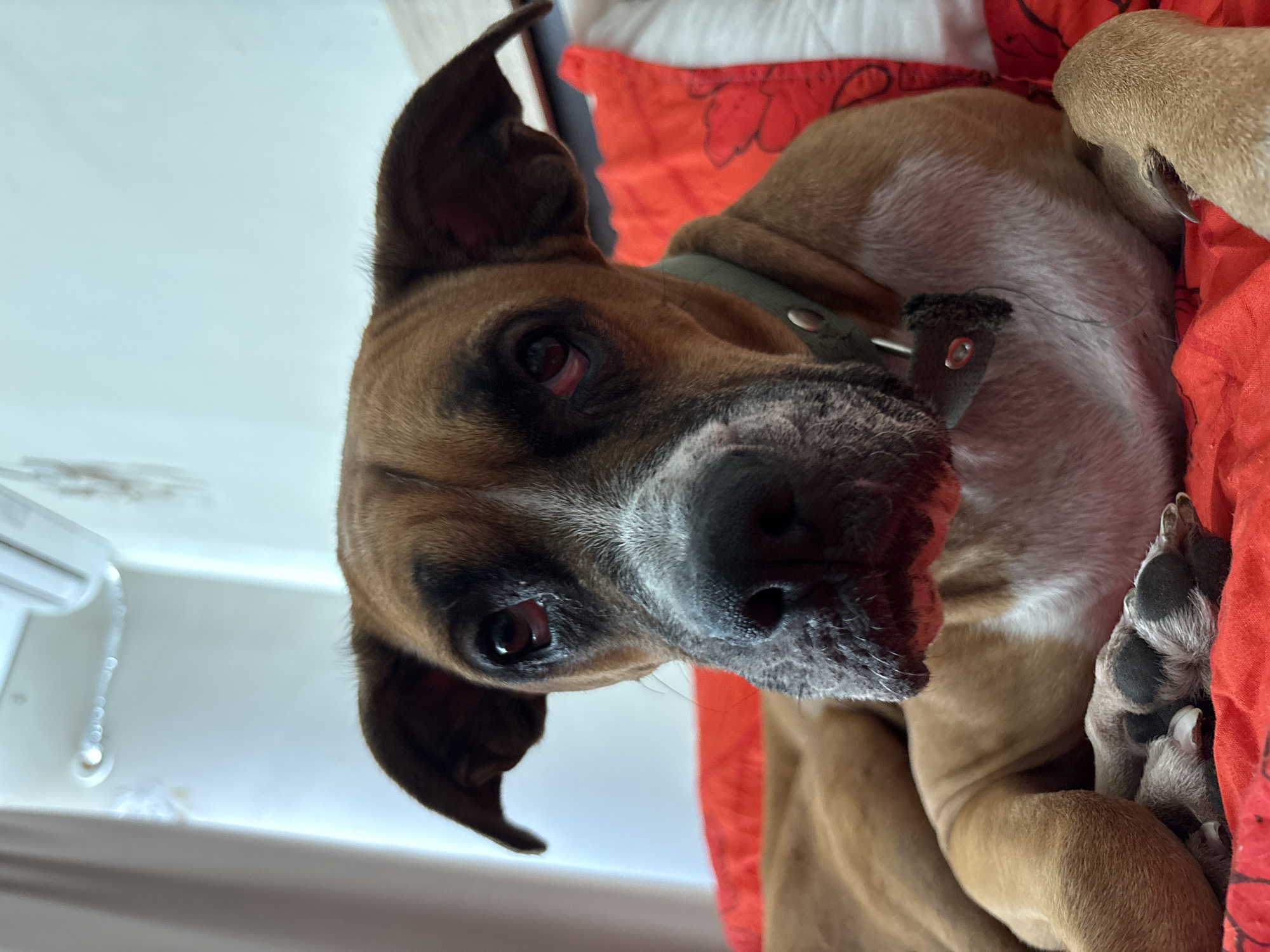 A medium-shot, low-angle photograph shows a close-up of a boxer dog lying on a red blanket. The dog is facing the camera with its head slightly tilted. Its fur is primarily tan with white markings on its chest and muzzle. The dog's ears are floppy and its eyes are dark brown, with some visible redness in the left eye. It is wearing a light green collar with a silver tag. The background is blurred, showing a light-colored wall and what appears to be an air conditioning unit at the top of the frame. The overall lighting is soft. The image's composition is centered on the dog's face. The context of Rostov-on-Don, Russia is not discernible from the visual information provided in the image.