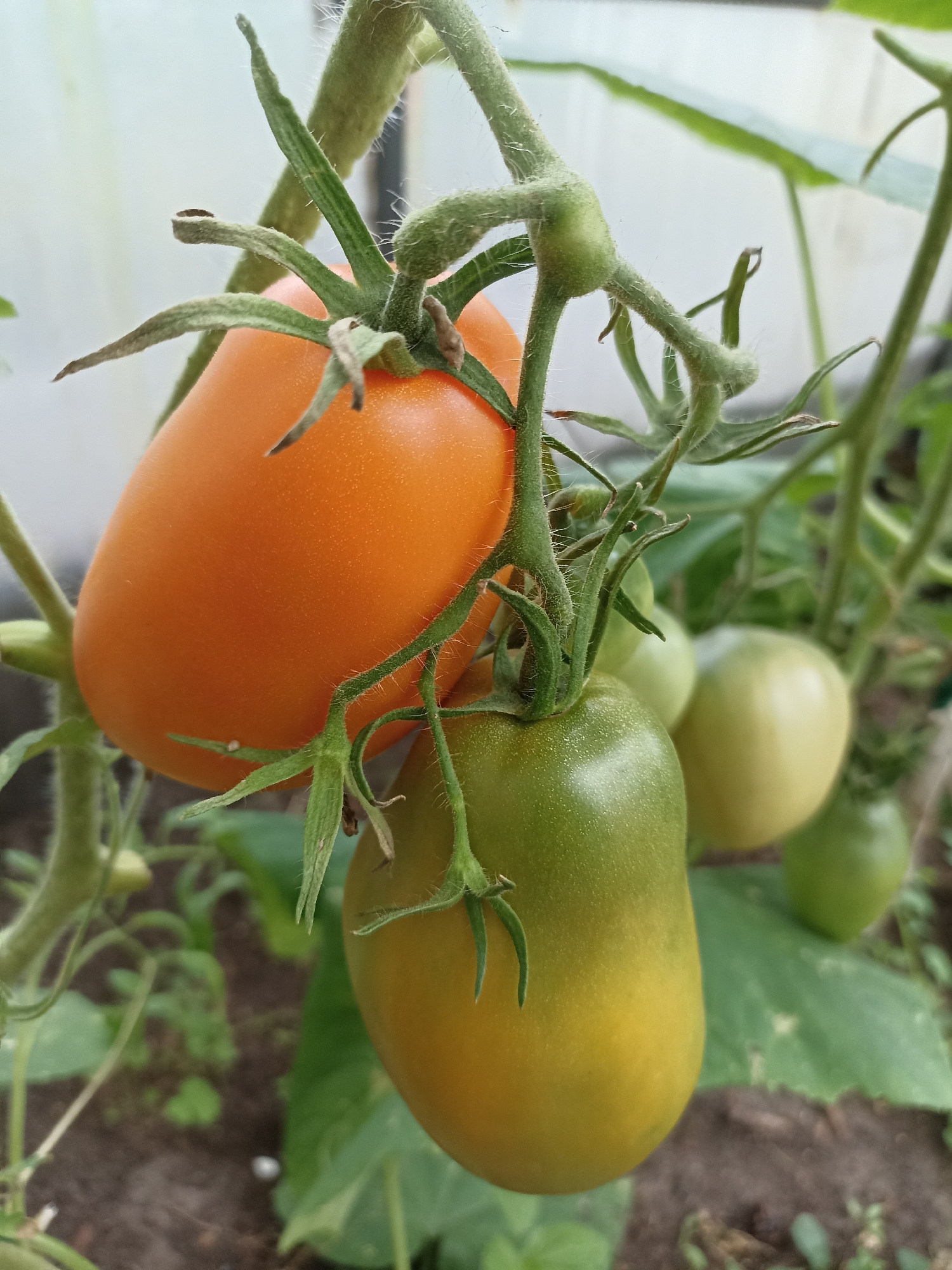 In Mochische, Russia, a close-up shot focuses on a cluster of ripening tomatoes on a vine. The foreground features a bright orange, elongated tomato hanging prominently, its smooth skin catching the light. Below it, a larger tomato is transitioning from green to a yellowish hue, also elongated in shape, with a textured skin. Several other green tomatoes are visible in the background, appearing as smaller, rounder shapes. The tomatoes are attached to thick, fuzzy green stems and surrounded by fuzzy leaves. The background is softly blurred, showing hints of dark soil and the indistinct shapes of other plants, suggesting they are growing in a greenhouse or a garden bed.