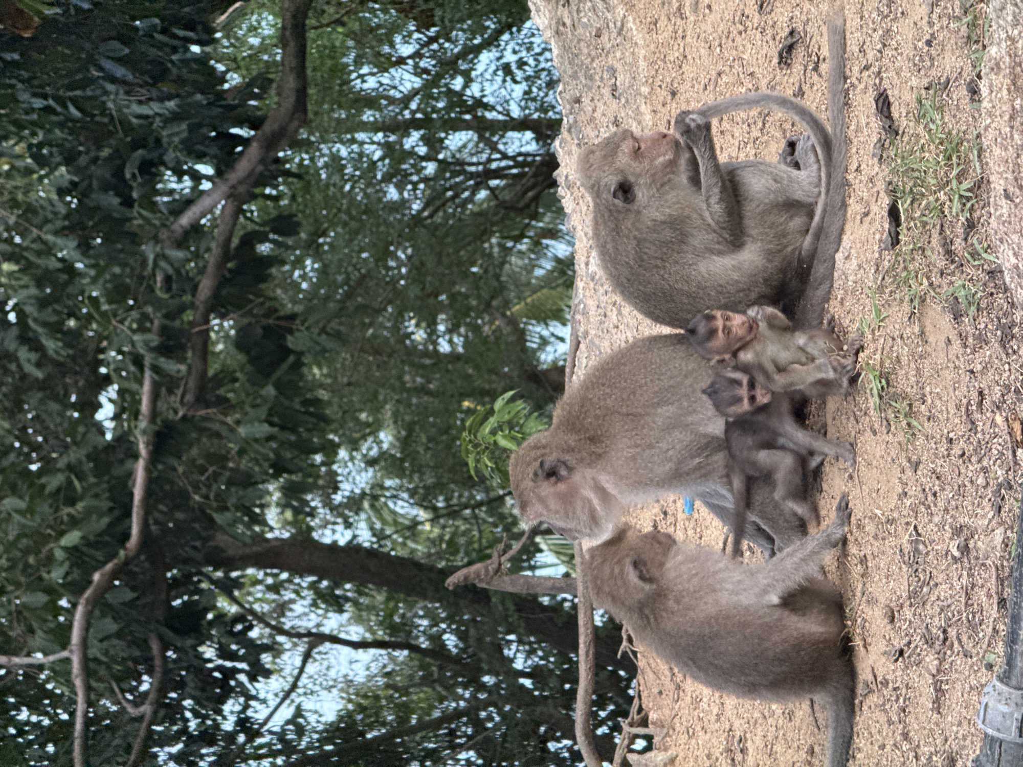 The image shows a group of five monkeys, including two adult monkeys and three young monkeys, on a sandy surface with scattered dried leaves and twigs. The adult monkeys are larger and more robust, with brown fur. The young monkeys are smaller and appear to be lighter in color, with one of them held by an adult. They are in a relaxed posture, with some grooming or playing. In the background, there are trees with green foliage, indicating an outdoor environment. The lighting suggests it is daytime. The location is identified as Ban Tai Subdistrict, Thailand.