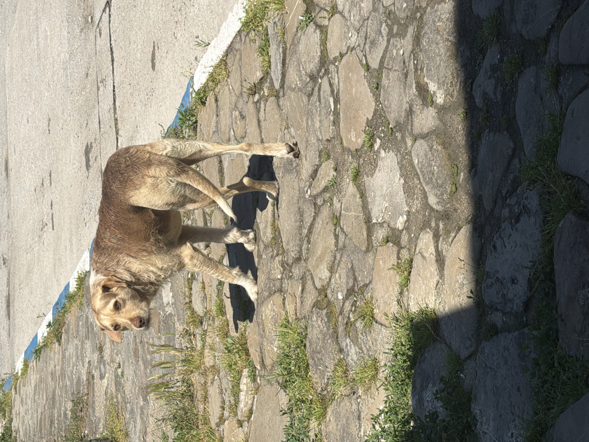 An outdoor scene in Shumen, Bulgaria, captures a medium-sized dog standing on a textured stone path. The dog has light brown or tan, slightly scruffy fur and is looking directly at the camera with a neutral, perhaps curious, expression.
The setting consists of two distinct ground surfaces: an irregular path of grey stones with green grass and weeds growing between them, and a lighter, smoother concrete or asphalt surface bordering it. A blue stripe is painted along the edge of the concrete surface. Bright sunlight casts strong, well-defined shadows across the path and the ground, indicating a clear, sunny day, likely during the morning or afternoon. The shadows create a stark contrast between illuminated and shaded areas of the path.
The dog is the primary subject, positioned facing the viewer while standing on all four paws. There is no specific activity or event taking place, other than the dog's presence and gaze. The cropped images further highlight the dog's fur texture, its paws on the rough stone, and the varying details of the ground surfaces and vegetation, emphasizing the contrast between sunlight and shadow. No visible text is present in the media.