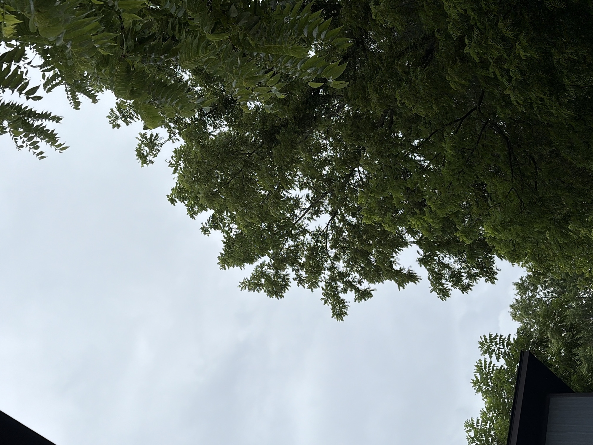 A low-angle, medium shot captures a cloudy, overcast sky above a cluster of dense green trees in Asheville, North Carolina. The foliage fills the right side of the frame, with lighter green leaves in the foreground and darker, more shadowed leaves behind. The leaves are small and serrated, suggesting they belong to a deciduous tree. In the lower-left corner, a sliver of a dark gray, modern-style roofline with a sharp angle is visible, possibly part of a building or shed. The overall impression is a slightly somber, natural scene with a hint of human structure.
