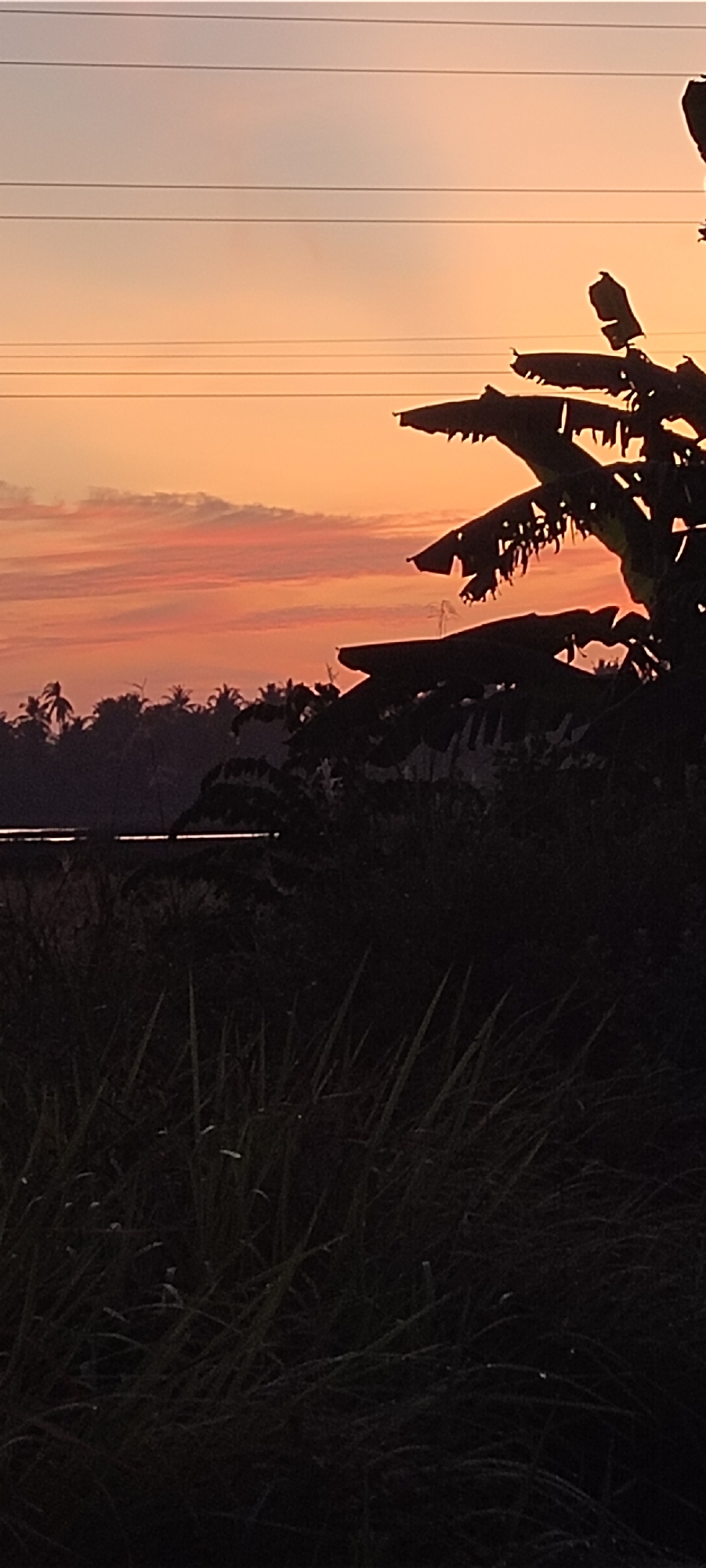 The image depicts a sunset scene, likely in a rural or semi-rural location, potentially near Lhokseumawe, Indonesia. The sky is colored with hues of orange and pink, suggesting either sunrise or sunset. Silhouetted against the sky are various trees, including what appear to be banana trees and possibly palm trees, indicative of tropical vegetation common in Indonesia. In the foreground, there's dark foliage and what looks like tall grass. There appear to be power lines or cables running across the upper portion of the image. Overall, the scene suggests a tranquil moment in a natural setting.
