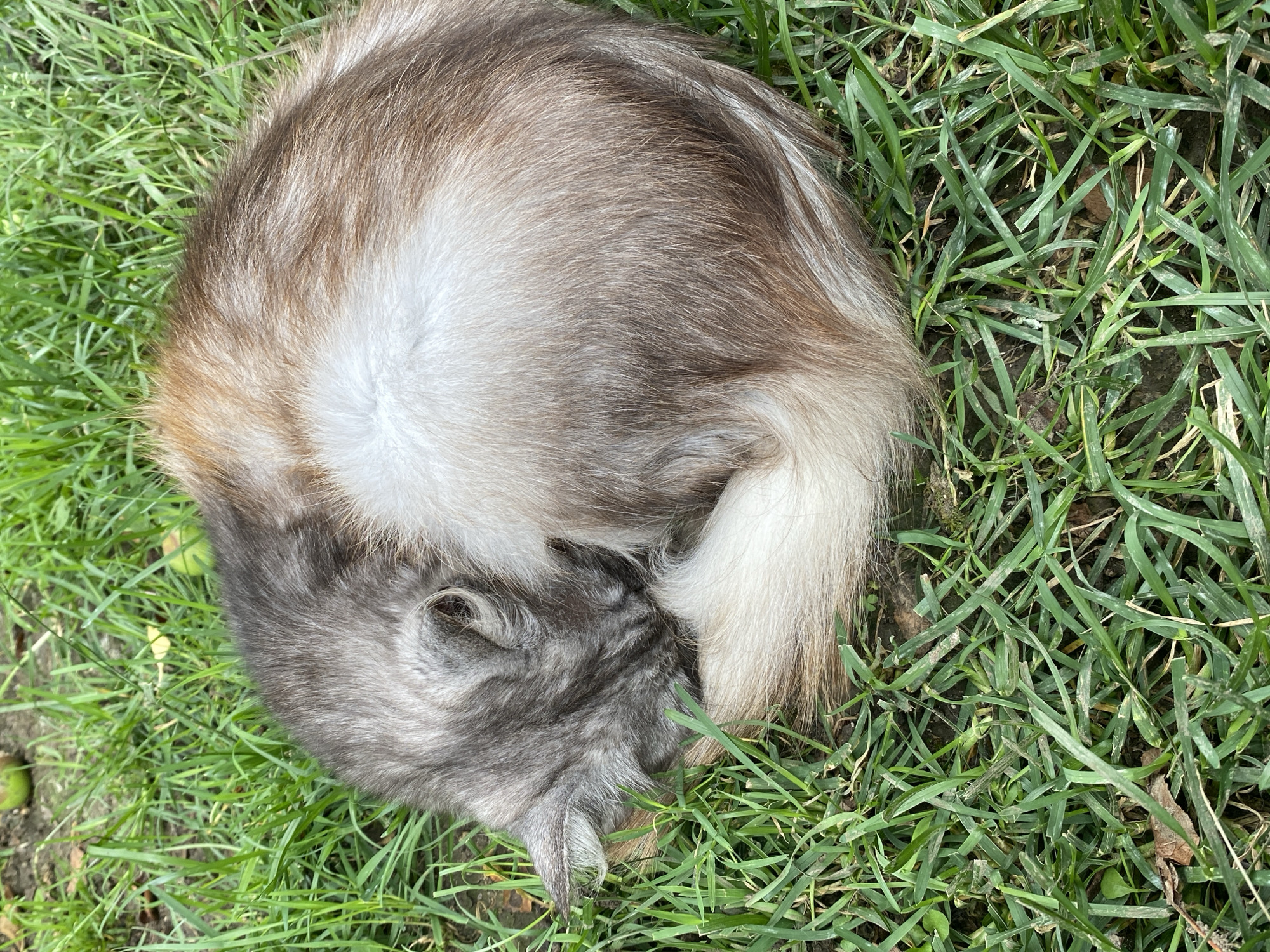An image shows a fluffy cat curled up asleep on a patch of green grass. The cat's fur is a mixture of grey, brown, and white. The grass appears to be a lawn or park. The image is taken from a high-angle perspective. There is no information about the cat's location in the city of Velykyi Bychkiv, Ukraine.
