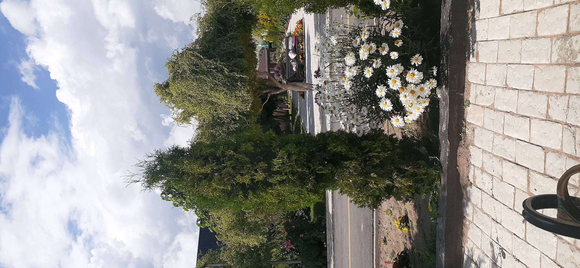 A paved walkway with light-colored rectangular tiles runs along the bottom of the frame. In the foreground, a portion of a dark-colored bench is visible. Beyond the walkway and a narrow strip of dirt and grass, a road runs horizontally across the image, bordered by a yellow line.
The middle ground features a densely packed cluster of white daisies with yellow centers, forming a vibrant floral display. To the left of the daisies is a tall, slender evergreen tree. To the right and behind the daisies is a larger tree with a twisted trunk and a canopy of green, feathery leaves. In the background, there are more trees and bushes, a building with a brown roof, and a glimpse of a hillside under a cloudy blue sky. The scene appears to be an outdoor public space or garden area. No people are visible in the image. The overall impression is that of a well-maintained, sunny day in a park or landscaped area.