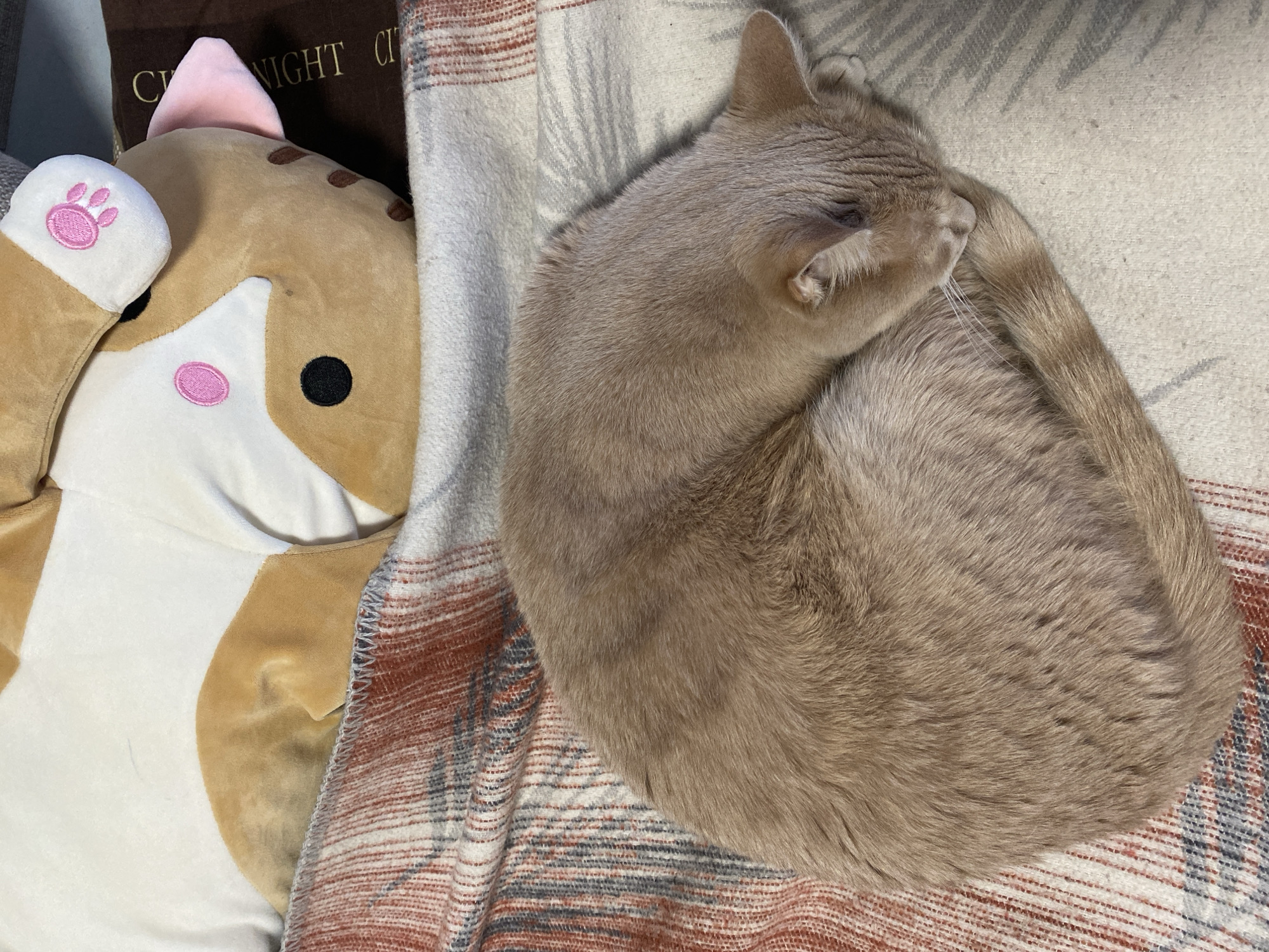 A light brown cat is curled up on a patterned blanket next to a cat-shaped stuffed toy. The toy is primarily tan and white with a pink paw print, nose, and ear. The background is blurry and includes a dark brown object with gold lettering that reads "NIGHT CITY." The setting appears to be indoors. The location of Chaikovsky, Russia is not confirmed.