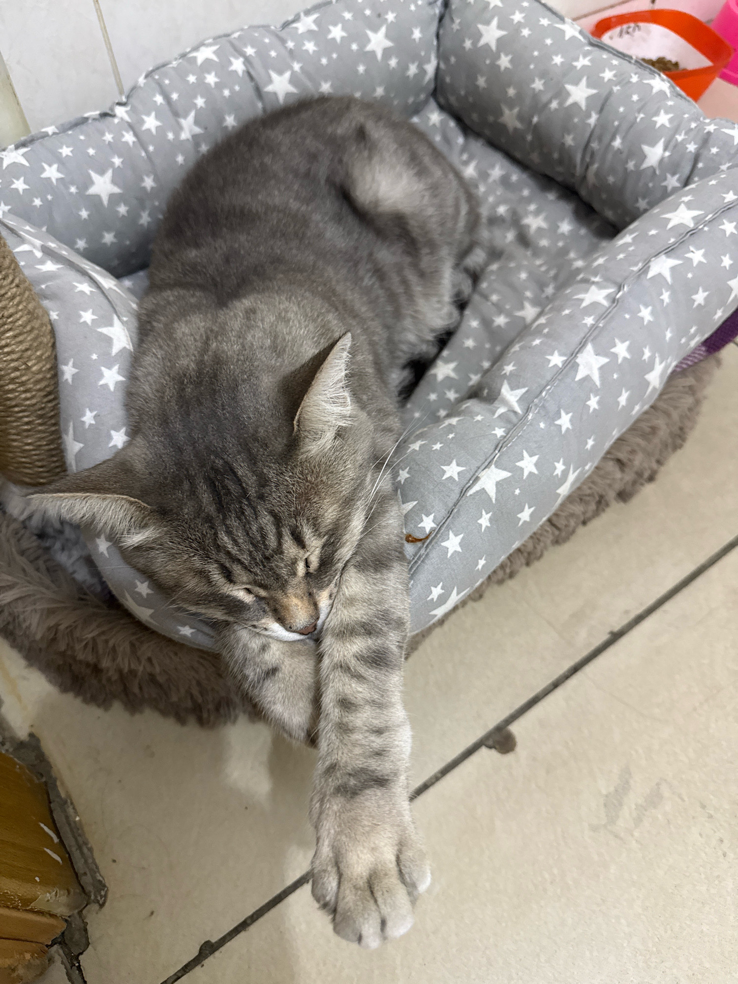 A gray tabby cat is sleeping soundly in a star-patterned pet bed. The bed is placed on a light-colored tiled floor. The cat is curled up, with its face resting on its paw. Its fur is short and appears to be a mix of gray and black stripes. The pet bed has a fluffy brown trim. In the background, a bright orange bowl containing pet food is visible. The scene appears to be indoors, possibly in a home environment. There is no indication of the location being in the city of Ekibastuz, Kazakhstan.