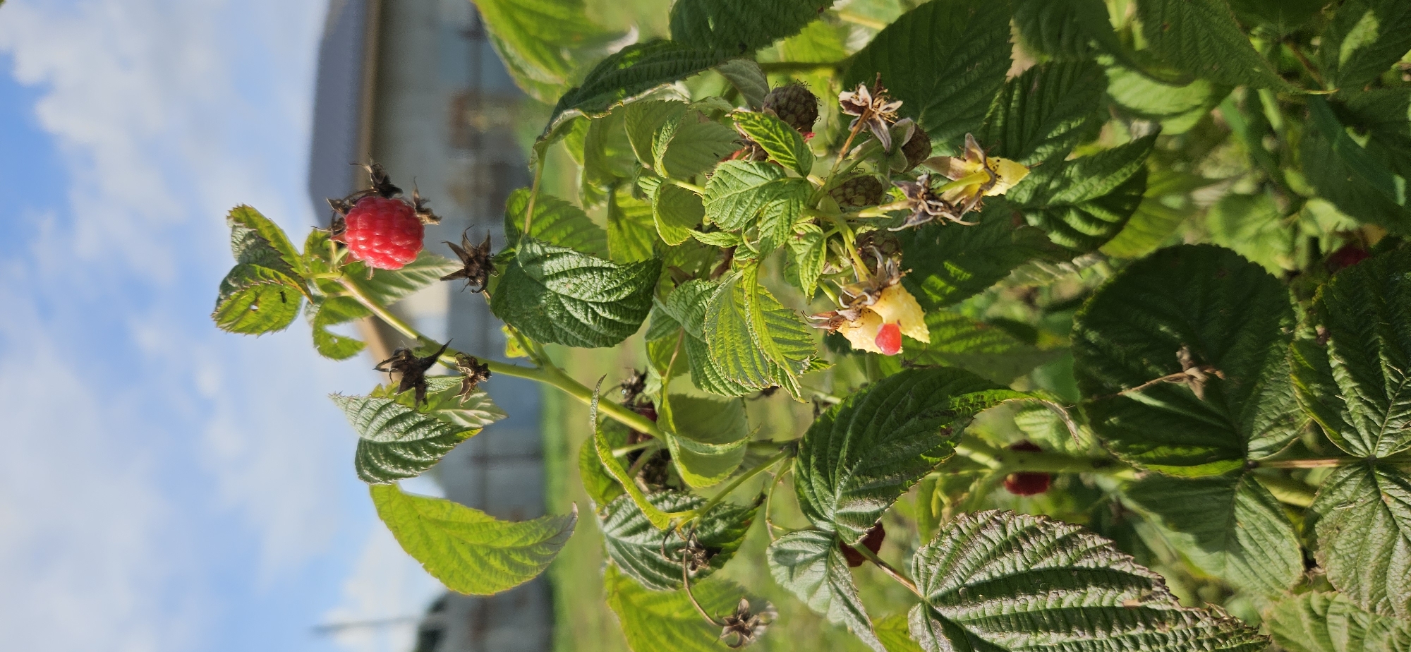 A close-up shot captures a raspberry plant with vibrant green leaves and a single ripe red raspberry in focus at the top center of the frame. The background is softly blurred, revealing a residential area with buildings and a blue sky with scattered clouds, likely within a rural setting such as Мазалаўскі сельскі Савет, Belarus. The scene is illuminated by natural daylight, suggesting an outdoor environment during the daytime.