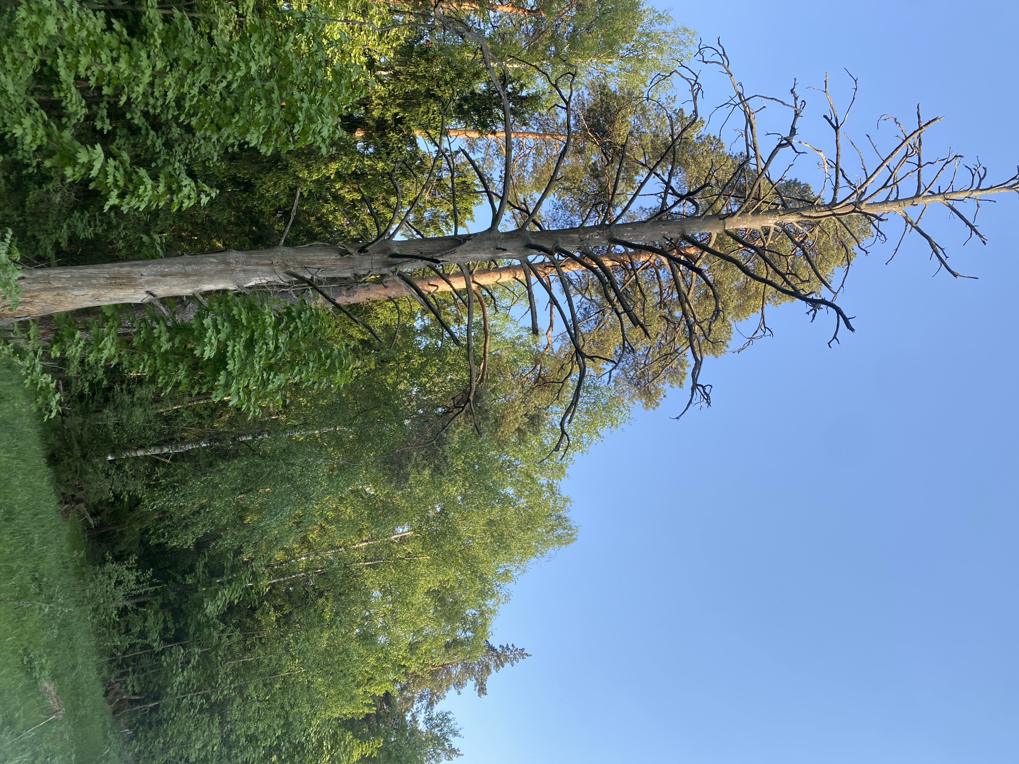 A low-angle shot of a forest edge against a clear blue sky. A tall, bare tree with sparse foliage stands prominently in the frame, its trunk aged and weathered. Lush green foliage of surrounding trees forms a dense border along the bottom and left side of the image. The perspective is from the ground looking upwards. The location is Unknown, Unknown.