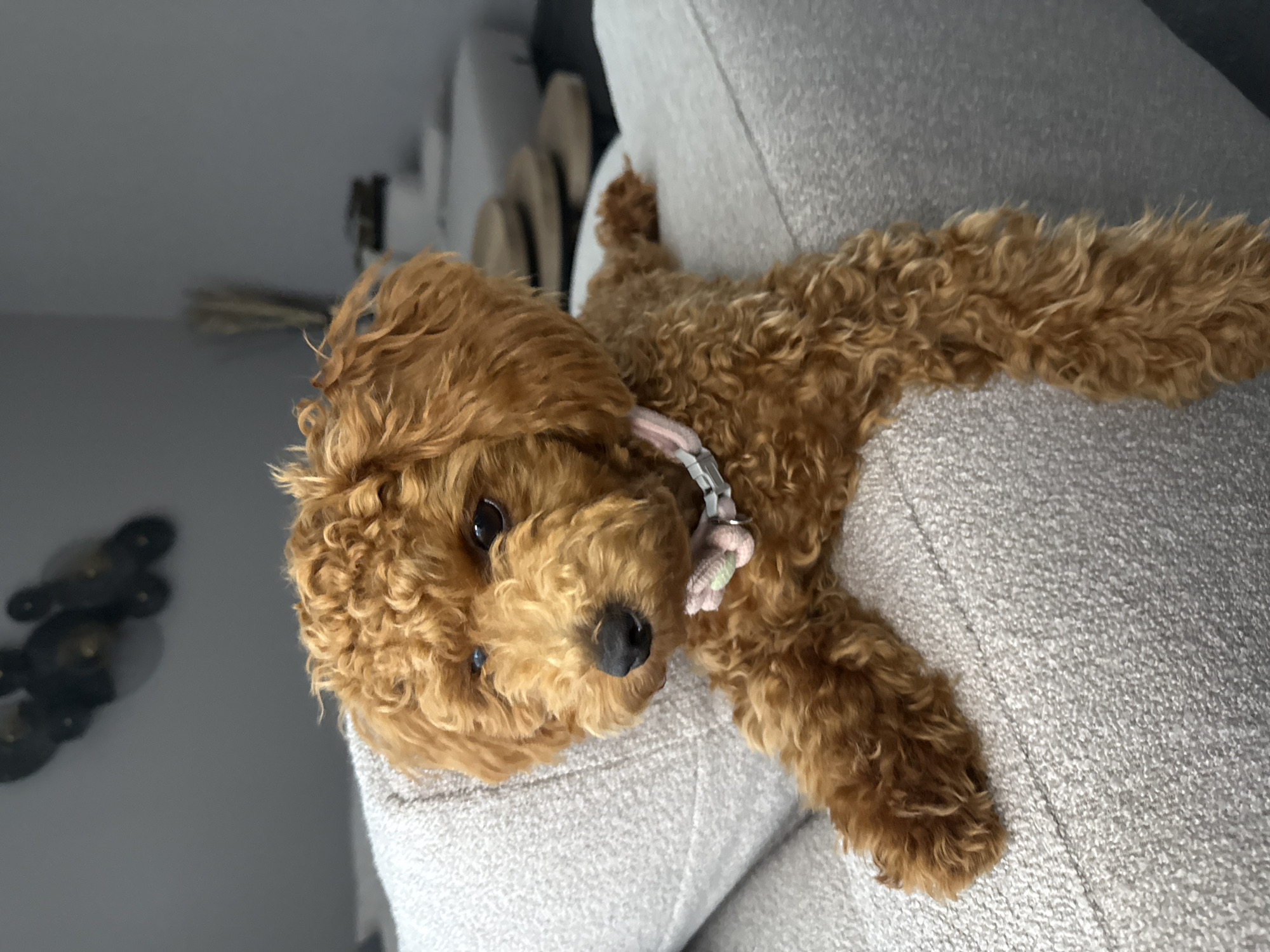 The image displays a reddish-brown, curly-coated canine, consistent with a Poodle or similar breed, situated indoors on a light-grey, textured upholstered furniture piece (likely a sofa or armchair). The dog's front paws are draped over the edge of the furniture, while its body extends back along the cushion. Its head is slightly tilted, and its dark eyes are directed to its left (viewer's right). A light pink collar, adorned with a small, light-colored fabric bow (pale pink and possibly light green/white accents), is visible around its neck. The dog's nose is black and appears moist.
The background consists primarily of a plain, medium-grey wall. In the upper left quadrant of the wall, three dark, abstract decorative objects are mounted. To the right, blurred background elements include a cluster of thin, vertical stalks (possibly dried reeds or decor) and a stack of three round, light-colored objects resembling wooden coasters or small tables. Further back and out of focus, additional light-colored furniture is present. The scene is illuminated by soft, ambient light, casting minimal shadows.
No visual information within the image identifies a specific geographical location, such as Marum, Netherlands.