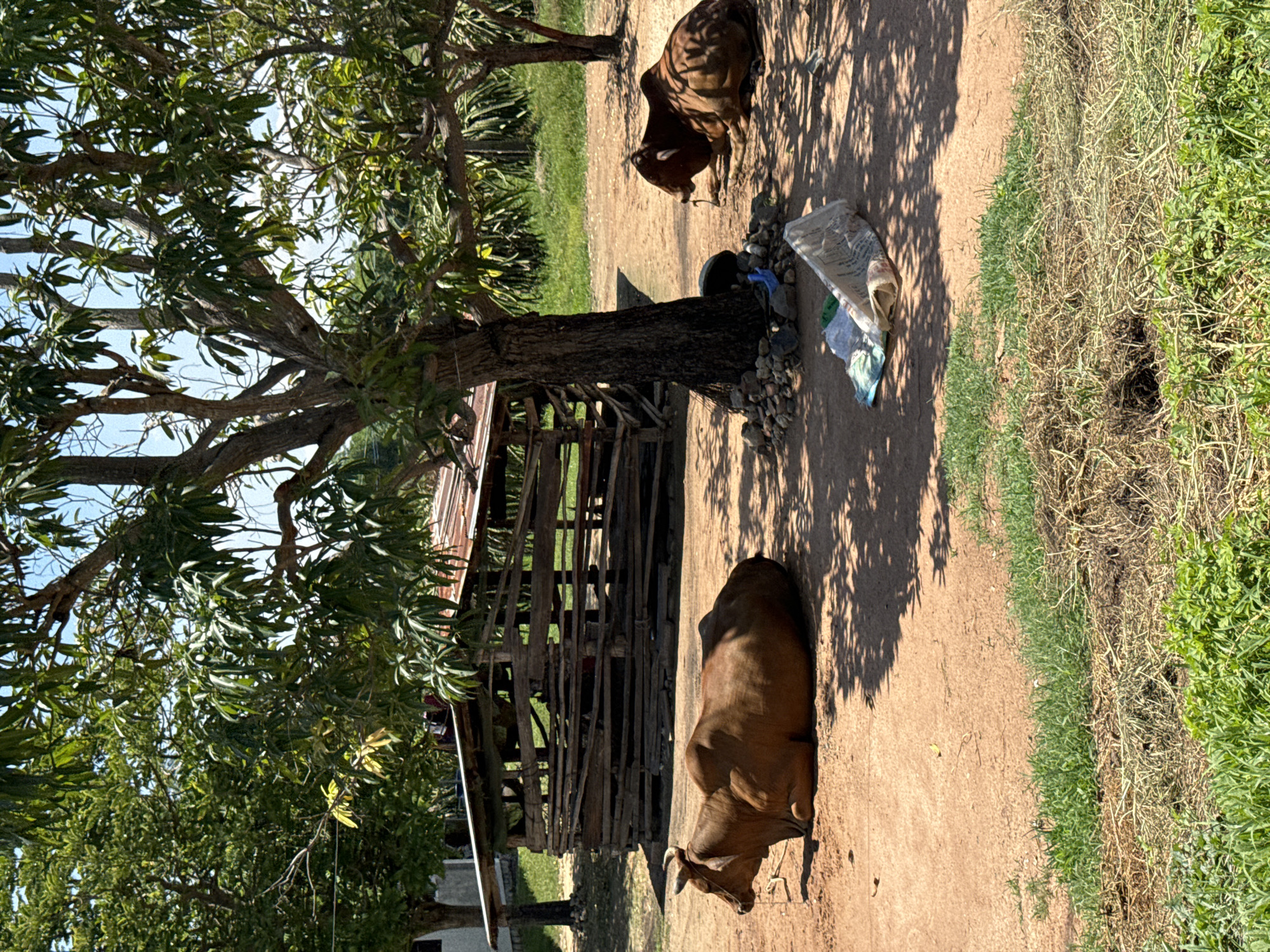 The image depicts an outdoor scene in the city of Hồng Sơn, Vietnam. In the foreground, two brown cows are resting on the dry, reddish-brown dirt ground. The cow on the left is lying down with its head facing left, while the cow on the right is also lying down, facing right. Behind the cows, a rustic wooden structure with a corrugated metal roof stands partially obscured by a large tree with green leaves. The ground around the structure is covered with scattered stones and some discarded white and green plastic bags. Further back, there is lush green grass and more trees, suggesting a rural or semi-rural environment. The sky is visible as a bright blue. The overall impression is one of a peaceful, sun-drenched day.