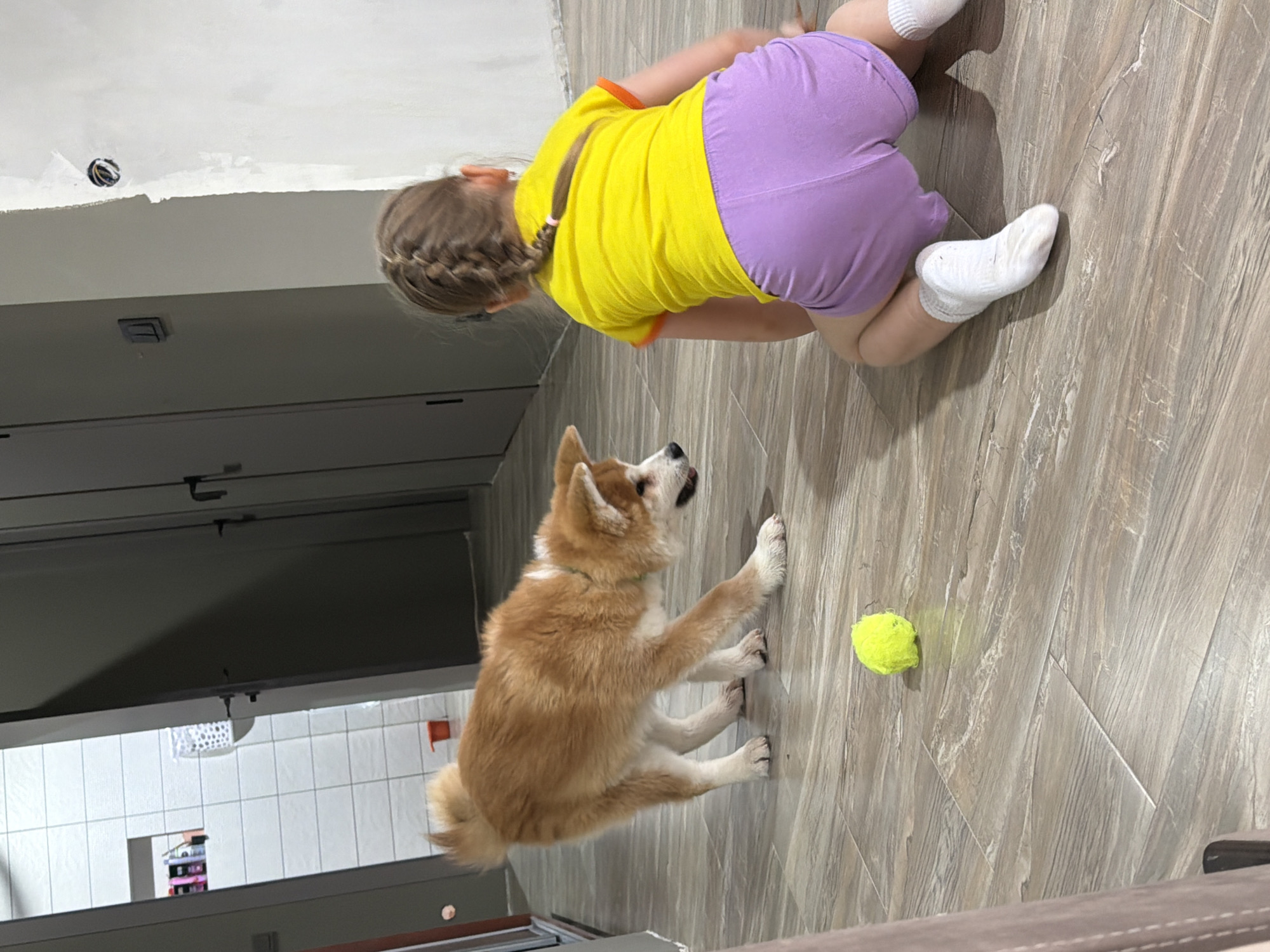 A young girl wearing a yellow shirt and purple shorts is kneeling on a light-colored, wood-patterned floor. She is angled away from the camera and facing a medium-sized, light brown and white dog that is sitting and looking up at her. A yellow tennis ball is on the floor near the dog. In the background, there are light gray cabinets and a white tiled wall, indicating a kitchen or bathroom area. The image was taken indoors in what appears to be an apartment or house, with the location inferred as Chaikovsky, Russia.