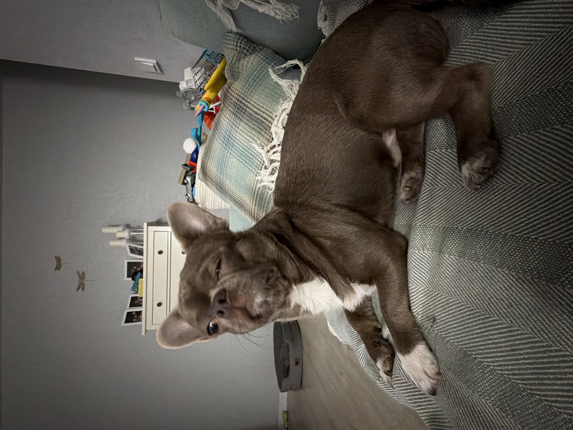 A medium-sized, brown and white bulldog-type dog is lying on a gray herringbone patterned couch. The dog is positioned diagonally across the frame. In the background, there's a wall painted gray, a white chest of drawers with photos, and two dragonfly wall decorations. To the left of the couch, there is a dog bed. Clutter including what appears to be toys and a shopping cart is visible on a blue and white blanket at the top of the couch. There is no verifiable information that places this image in Votkinsk, Russia.