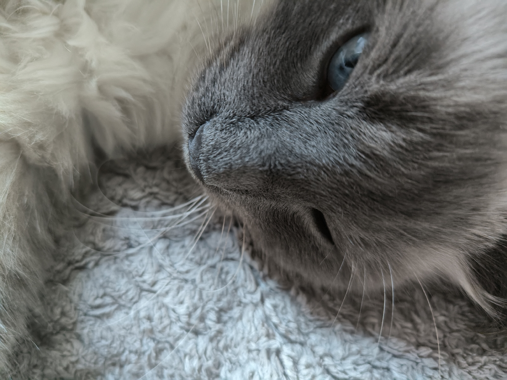 The image is a close-up, high-angle shot of a cat's face resting on a textured grey surface. The cat has grey fur and striking blue eyes. Its left eye is clearly visible, while its right eye is mostly obscured by fur. The cat's nose and whiskers are also prominent in the foreground. The background consists of the soft, textured surface the cat is lying on, which appears to be a blanket or rug. There are no discernible signs of human presence or activity, nor any indicators related to the city of Oktyabrsky, Russia.