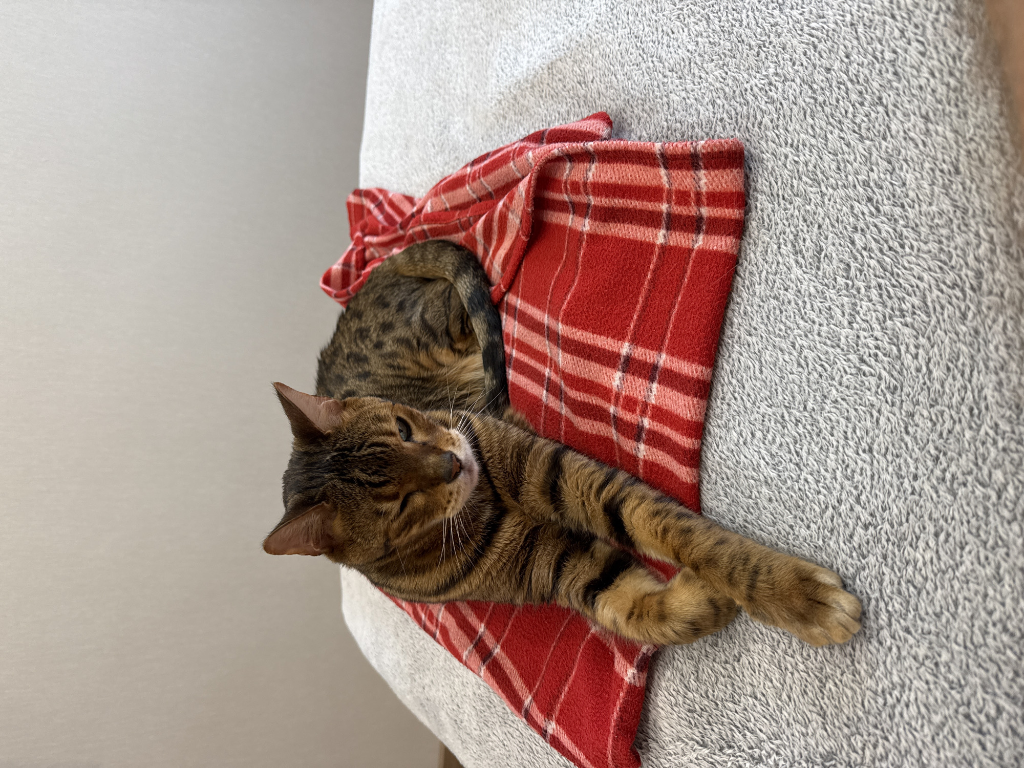 A Bengal cat with brown and black stripes is lying on a red and white checkered blanket, which is on top of a gray textured surface. The cat is positioned on its side, with its front paws crossed and its head turned slightly to the left, with one eye partially closed. The background is a plain, light-colored wall. The scene is indoors, with no discernible geographical markers to indicate a specific city or location.