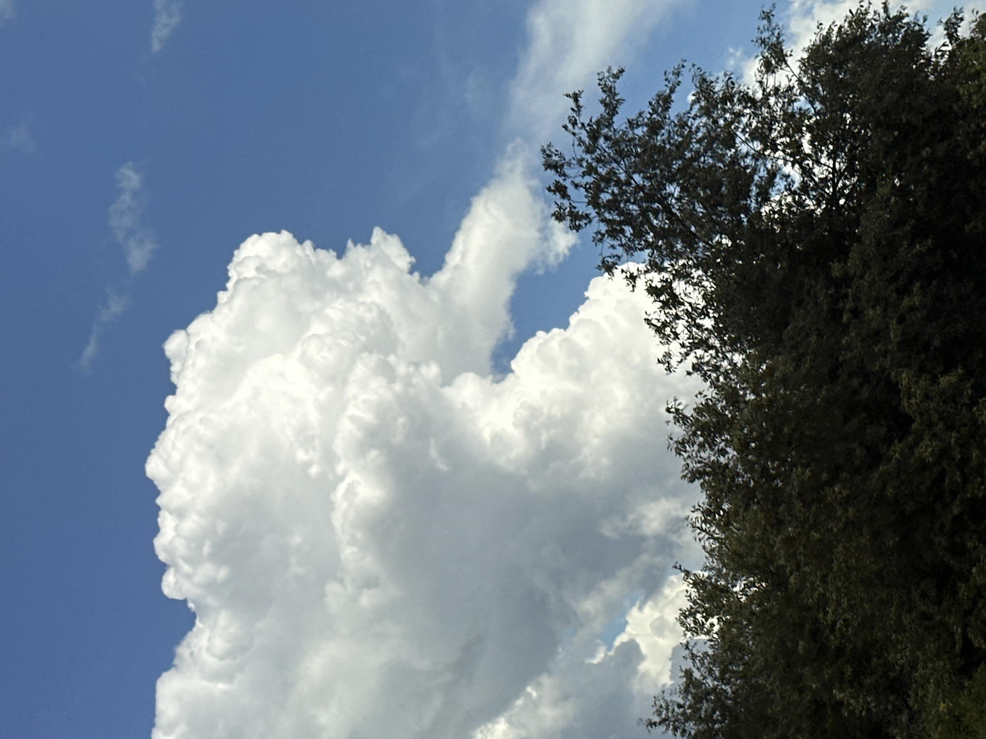 A vibrant blue sky serves as the backdrop for an imposing, bright white cumulus cloud formation that dominates the upper left portion of the frame. The cloud's texture is detailed, with soft, billowing contours and darker shadowed areas suggesting depth and volume. Below the cloud, a dense line of dark green trees stretches across the lower third of the image, their foliage a thick, textured mass. The tops of the trees reach up towards the sky, their branches partially silhouetted against the lighter sky and clouds. The overall scene captures a natural landscape under a dynamic sky.