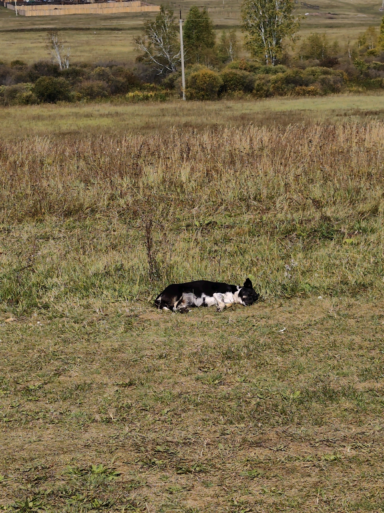 A black and white dog is lying on its side in a grassy field. The dog is curled up and appears to be sleeping or resting. The field is covered in green and dry grass, with some scattered weeds. In the background, there is a wooden fence and some trees. The sky is not visible in the frame. The location is the city of Bayandai, Russia.