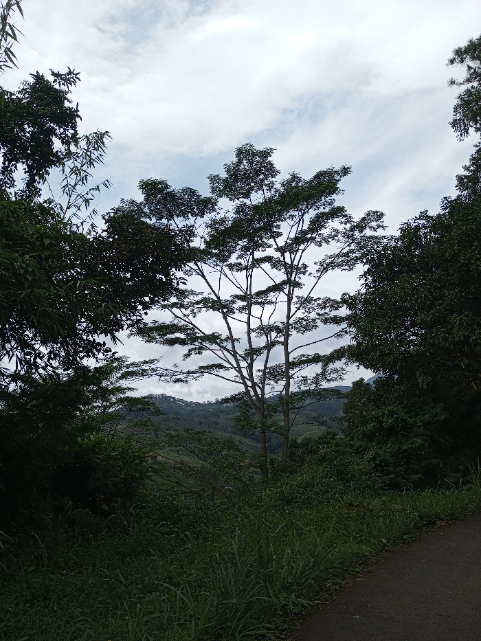 The image depicts a verdant, hilly landscape situated in the city of Ariyalai, Sri Lanka, under an overcast sky. A dark, paved road or path is visible in the lower right portion of the frame, bordered by tall, green grass and dense undergrowth. Centrally, a tall, deciduous-like tree with a spreading canopy of dark green leaves stands prominent, its lighter-toned branches visible against the sky. Flanking this central tree are areas of darker, denser foliage, with bamboo-like stalks discernable on the far left. In the background, multiple layers of lush green hills, covered with vegetation, extend towards the distant horizon. The sky overhead is heavily clouded, featuring a mix of white and light grey clouds. No individuals, animals, or active interactions are present within the scene.