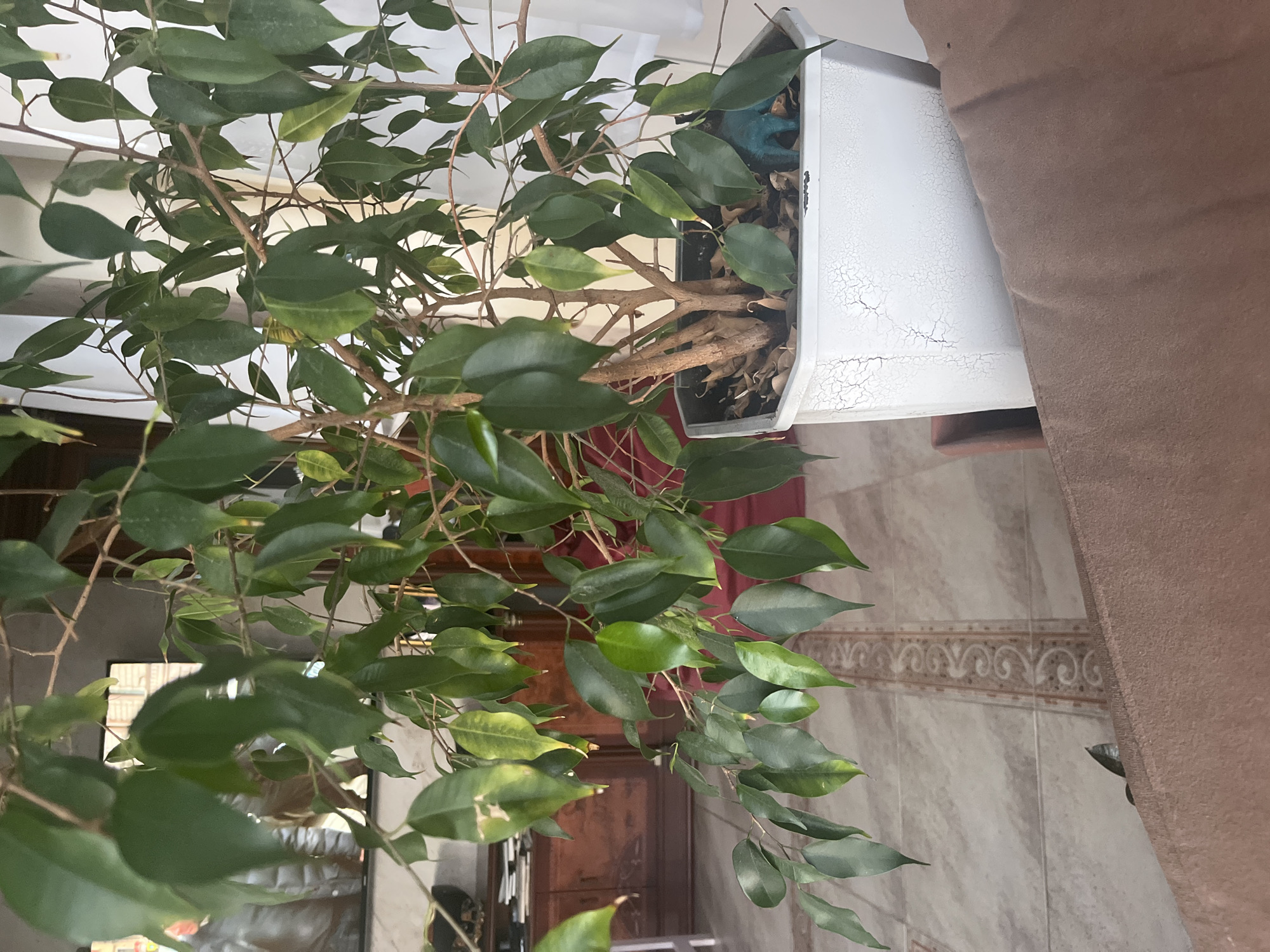 A ficus tree is potted in a white hexagonal planter with a cracked surface. The planter sits on a reddish-brown surface. The tree has numerous green leaves and thin branches. In the background, a floor with beige tiles and a decorative border is visible. A wooden cabinet with drawers is to the left, and a red chair is partially visible behind the planter. A portion of a dark brown sofa is in the foreground. A small blue dinosaur toy is placed in the soil of the planter. The scene appears to be indoors, likely in a residential setting in Vladimirovka, Russia.