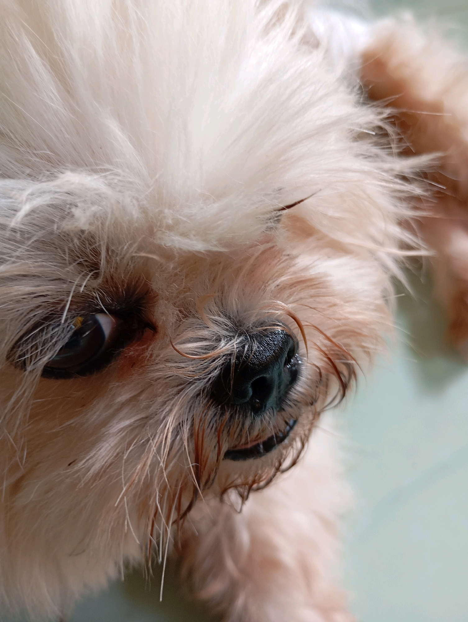 A close-up, eye-level, medium shot captures the face of a small, light-colored dog, possibly a Shih Tzu or similar breed, lying down. The dog's fur is predominantly cream-colored and appears somewhat disheveled, with some strands sticking out and looking slightly wet or matted. Its left eye, which is dark brown with a visible reflection, is partially obscured by its fur and appears to be looking slightly upwards. The dog's black nose is prominent and wet. Its mouth is slightly open, revealing some teeth and a pink tongue. The background is a soft, light green, suggesting a clean, indoor surface like a floor or table, possibly in a home environment. The lighting is soft and even, creating a shallow depth of field that blurs the background and accentuates the dog's features. The image does not contain any recognizable landmarks or context that would place it specifically in Balikpapan, Indonesia.