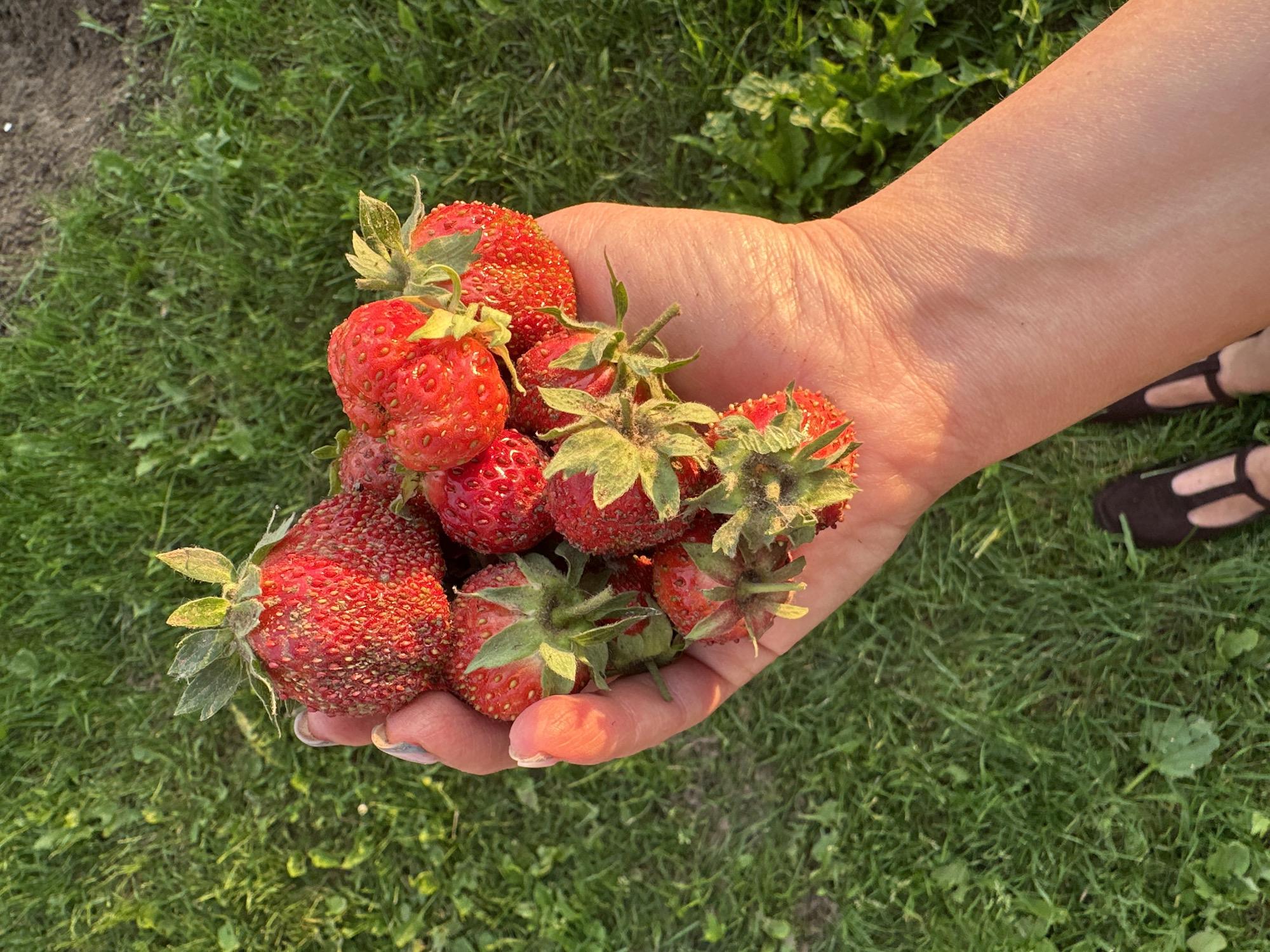 This image captures a close-up view of a hand holding a pile of freshly picked strawberries. The strawberries are vibrant red, with visible seeds and green stems. The hand, which appears to belong to a person with fair skin, is gently cupping the fruit, suggesting the action of harvesting or carrying them. The background is a lush green lawn, with some patches of dry, darker soil visible on the left side. The sunlight casts a warm glow on the hand and strawberries, indicating it is likely daytime, possibly late afternoon or early evening due to the golden light. The presence of grass and a hand suggests an outdoor setting, such as a garden or a field. In the background, a person's feet wearing dark, flat shoes are visible on the grass, implying the person holding the strawberries is standing or sitting in this outdoor location. The overall impression is one of abundance and the simple pleasure of fresh produce. There is no visible text in the image.