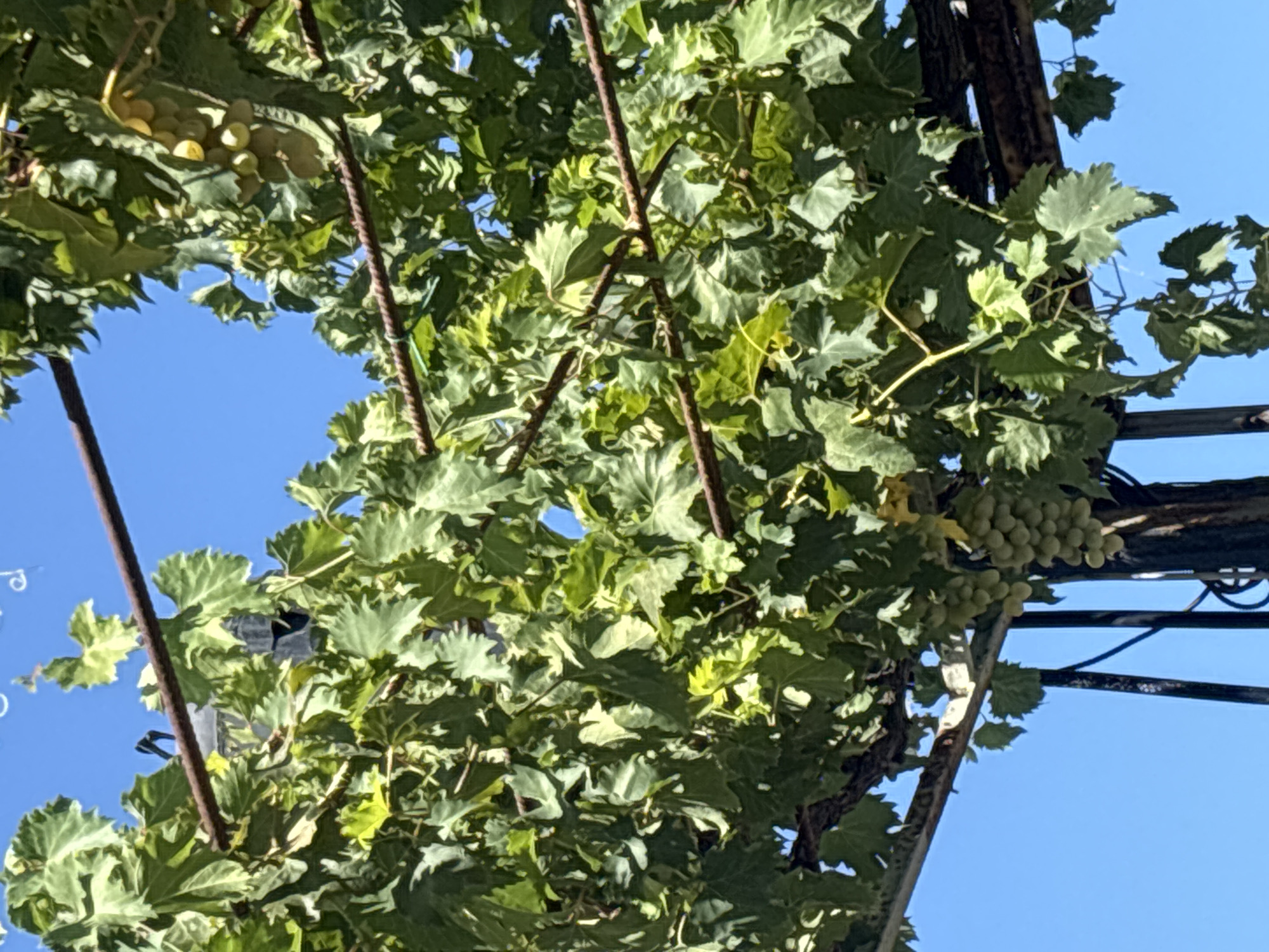 In Campomarino, Italy, this close-up shot focuses on a grape vine under a clear blue sky. The vine is supported by rusty metal bars and dark metal posts, creating a trellis structure. Lush green leaves dominate the frame, with some clusters of light green grapes visible, suggesting a vineyard or an area with cultivated fruit. The sunlight casts shadows and highlights the foliage, creating a natural, outdoor scene. There are no people or animals present in the image.