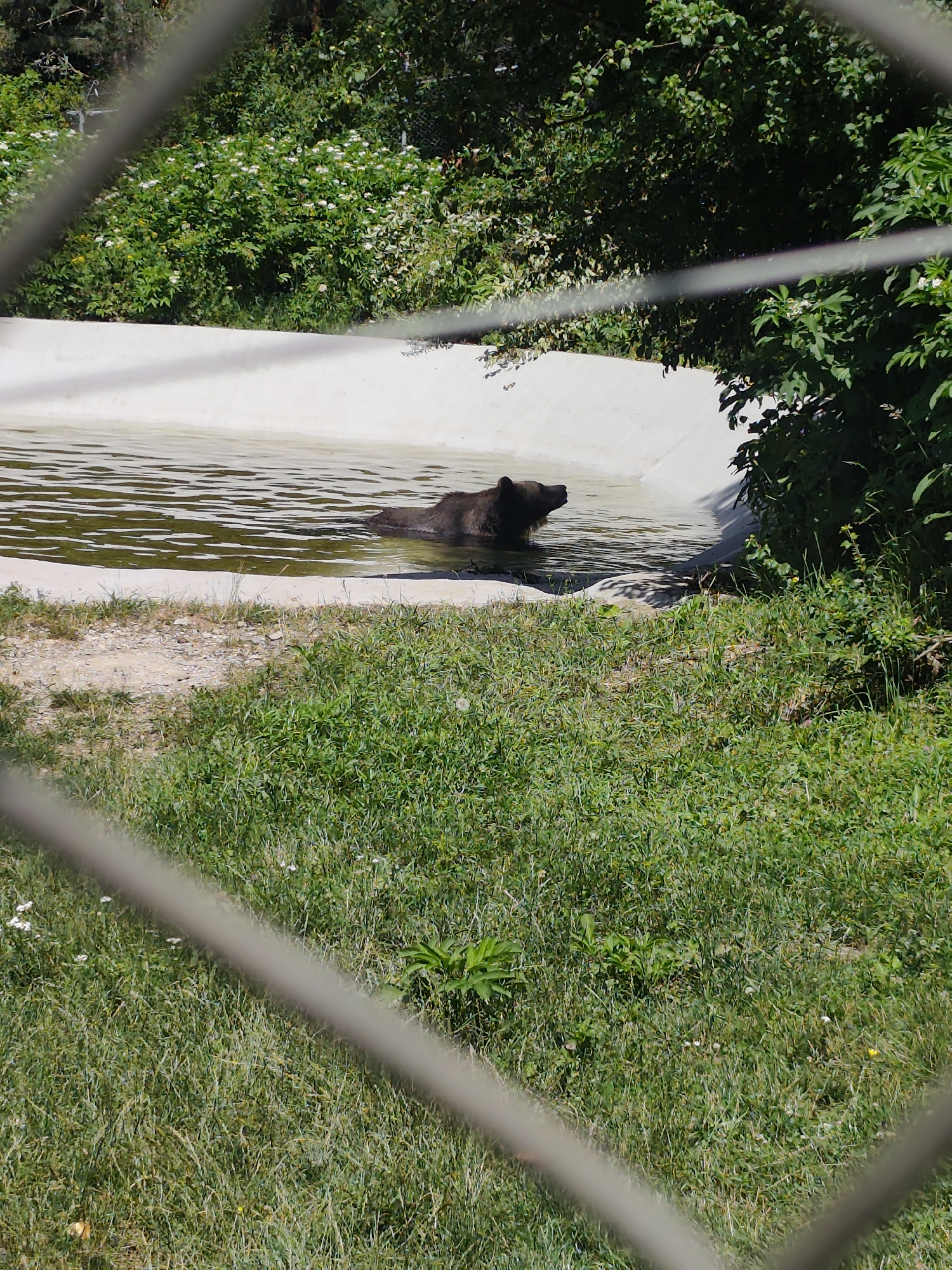 In Yakoruda, Bulgaria, a brown bear is partially submerged in a shallow, off-white concrete pool, its head and neck visible above the rippling water. The bear faces left, looking towards the vegetation that lines the pool's edge. The pool itself is surrounded by a strip of dirt and gravel, which then transitions into a grassy area. Behind the pool, dense green foliage forms a backdrop, with some smaller white flowers scattered within. The entire scene is viewed through a grey wire fence, its diagonal bars obscuring parts of the foreground.