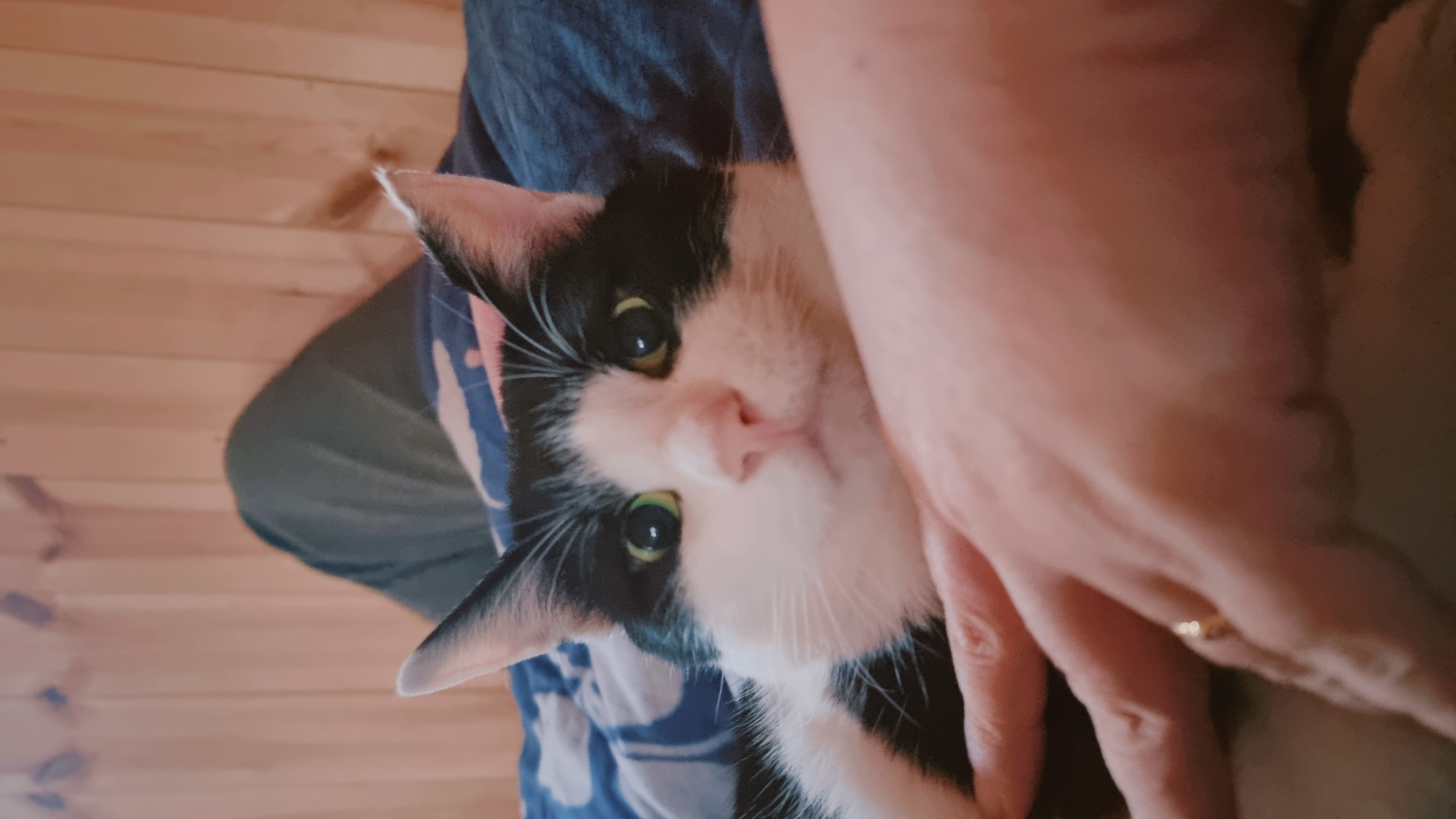 A black and white cat is being held in someone's lap. A human hand is cradling the cat's face. The background is a wooden wall and what appears to be clothing. It is not possible to determine from the provided image if the scene is located in Dunnae-myeon, South Korea.