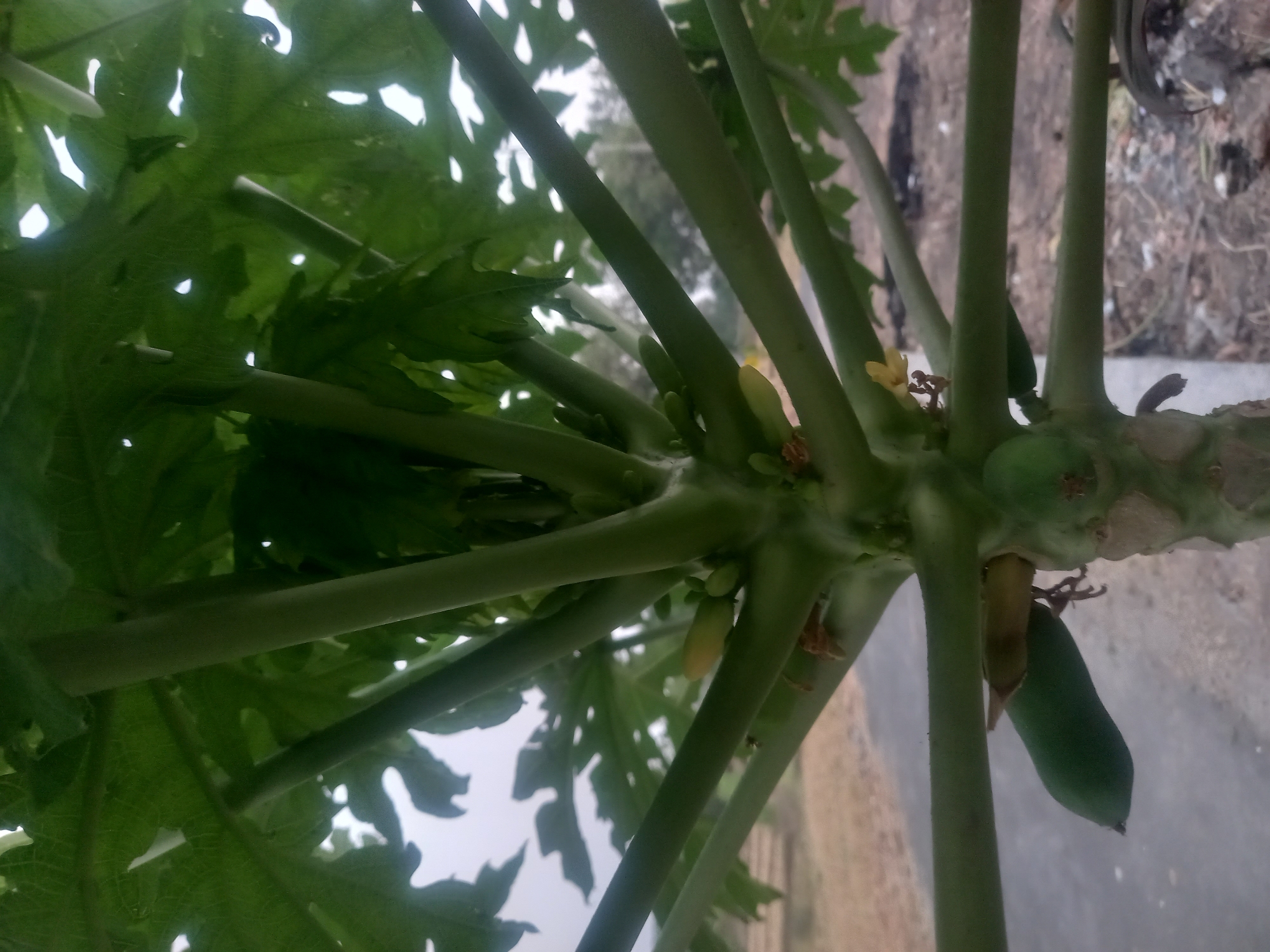 The image shows a close-up view of a papaya tree trunk, with several branches extending outwards. The branches are thick and green, with some small green fruits and yellow flowers visible. The leaves of the tree are large and lobed, and they form a dense canopy above the trunk. In the background, there is a road and some dry vegetation. The image appears to have been taken in Malanggaten, Indonesia, a place known for its agricultural activities, including papaya cultivation. The lighting suggests it might be daytime, possibly overcast given the diffused light. There are no people or animals visible in the image.