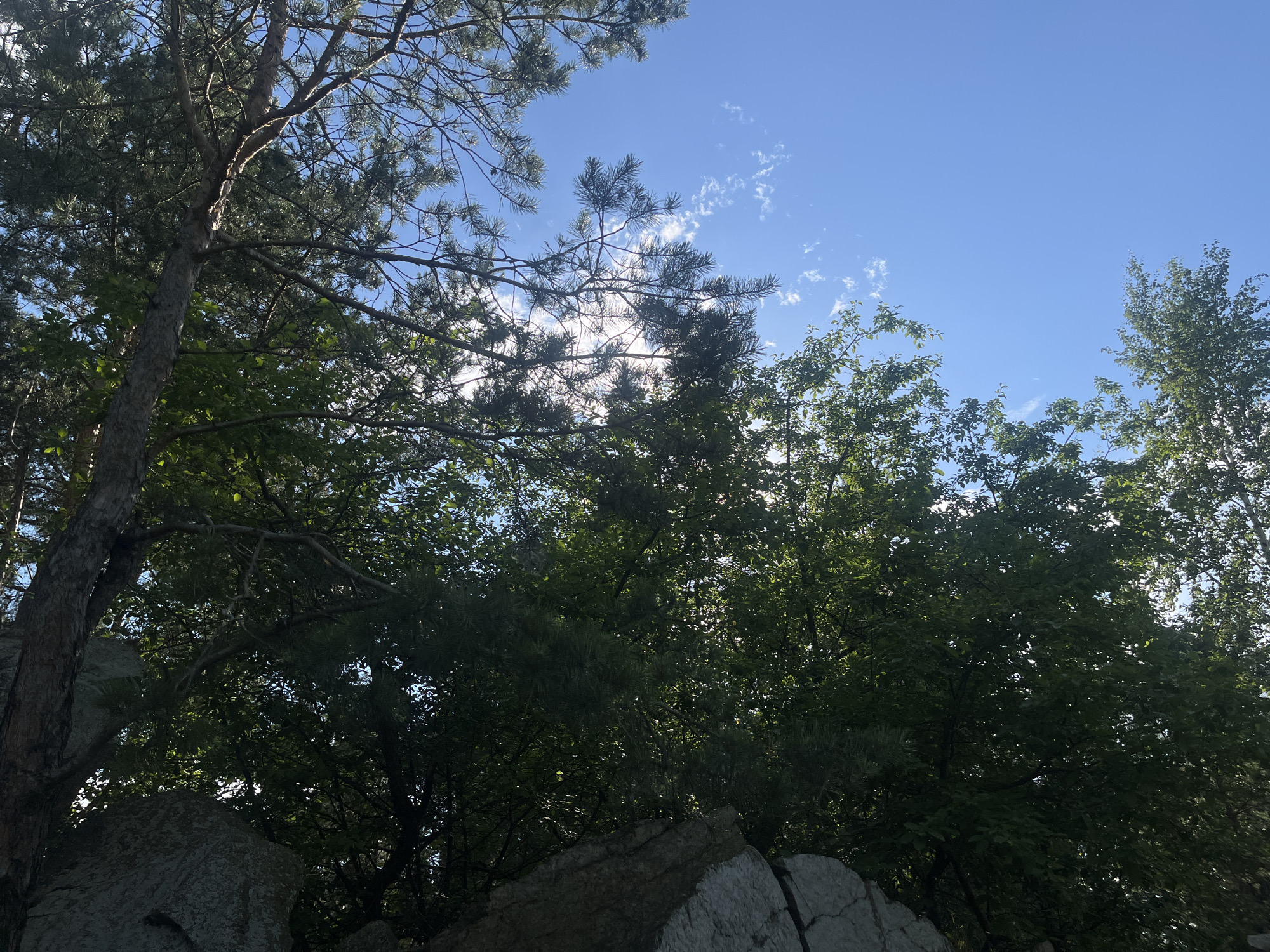 This is an outdoor, eye-level, medium shot of a rocky, wooded area under a bright blue sky. In the foreground, large, light-colored rocks are visible, some with rough surfaces and cracks. Behind the rocks, a dense forest of green trees fills the frame. The foliage ranges from dark green in the shaded areas to lighter, brighter green where sunlight filters through. A tall pine tree with a textured, dark brown trunk is prominent on the left side of the image, its branches extending upwards and towards the right. The sky is a vibrant blue with a few scattered white clouds. The sunlight is strong, casting dappled light and shadows on the trees and rocks. The overall impression is a natural, slightly overgrown landscape. This scene is consistent with areas found in the Ural Mountains near Yekaterinburg, Russia, known for their rugged terrain and extensive forests.