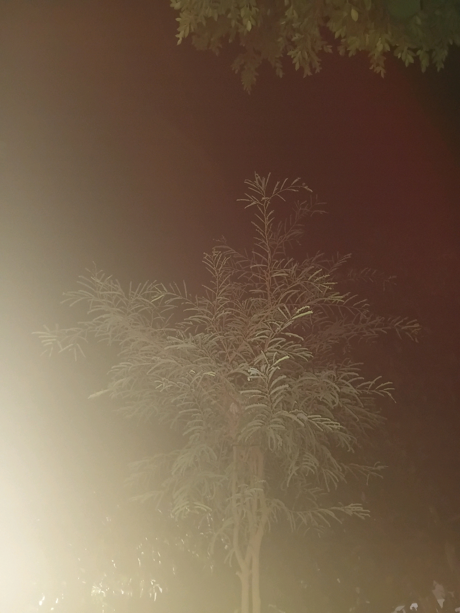 The image depicts a close-up of a tree branch with delicate, feathery leaves, possibly a fern or a similar plant. The branch is illuminated from the left, creating a soft glow and casting diffused shadows. The background is a gradient of dark reddish-brown to a lighter, hazy brown, suggesting an indoor environment or a very foggy outdoor setting at night. The lighting is dim and atmospheric, with a bright, out-of-focus light source to the left. There is no discernible location in Cikal, Indonesia.