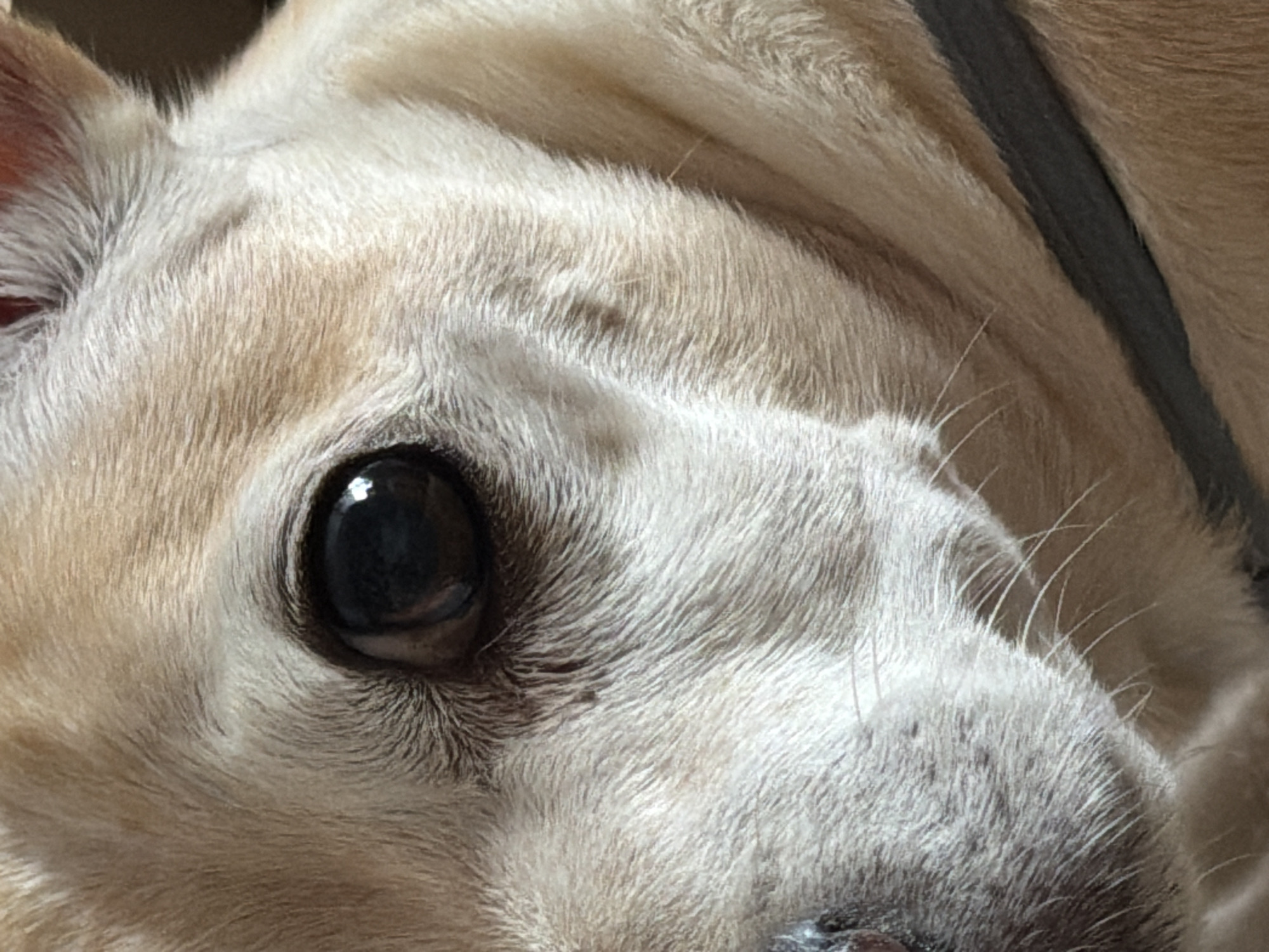 This is a close-up, eye-level, macro photograph of a light-colored dog's face, focusing on its left eye and surrounding fur. The dog has tan and cream-colored fur, with finer, lighter hairs around the eye. The eye itself is dark brown with a prominent reflection in the pupil. There is a dark collar visible diagonally across the lower right portion of the frame. The background is out of focus and appears to be a neutral, possibly indoor, setting. There are no recognizable landmarks to associate this image with Plovdiv, Bulgaria.