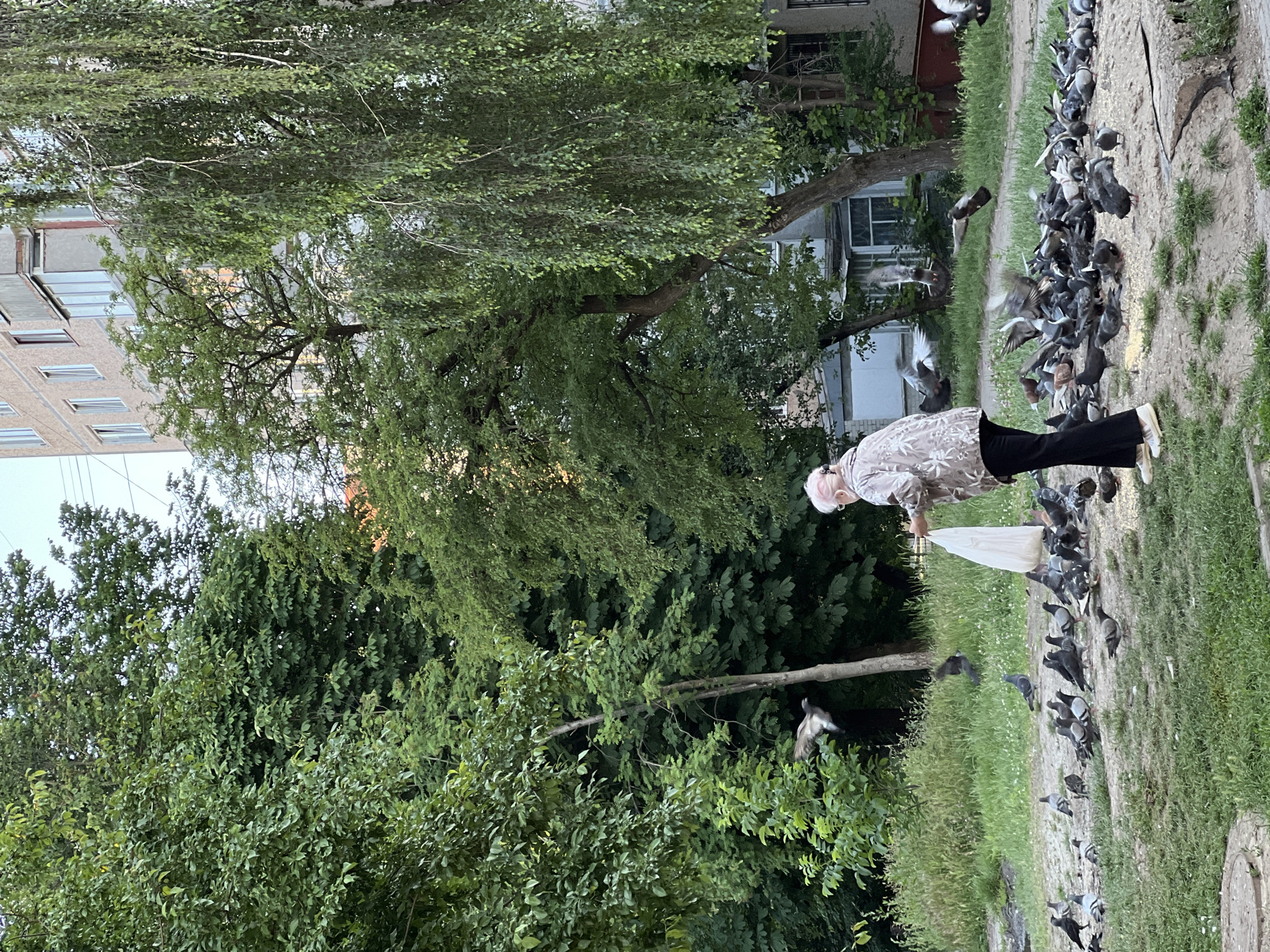 A woman with pink hair and a light-colored patterned jacket is feeding a flock of pigeons in an urban park area in Ternopil, Ukraine. She is holding a white plastic bag and appears to be scattering food. The pigeons are gathered on the ground around her, with many in the process of eating and some in flight. The environment includes lush green trees, grass, and a section of a multi-story building in the background, characteristic of urban housing in Ternopil. The ground is a mix of dirt and grass, with some concrete elements visible. The lighting suggests it is daytime, possibly late afternoon.
