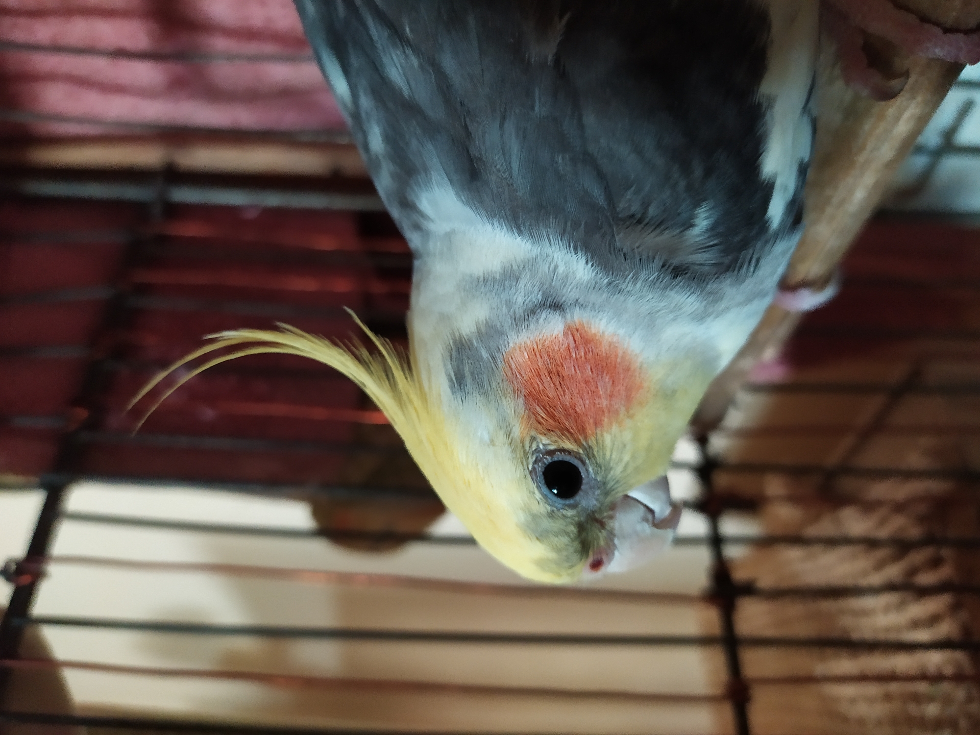 A cockatiel is perched on a wooden dowel inside a cage. The bird's head is turned to the left, showing its bright yellow crest, orange cheek patches, and black eye. Its body feathers are a mix of grey and white. The cage bars and a blurred reddish-brown fabric are visible in the background. There is no information to suggest the image is related to Bilajari, Azerbaijan.