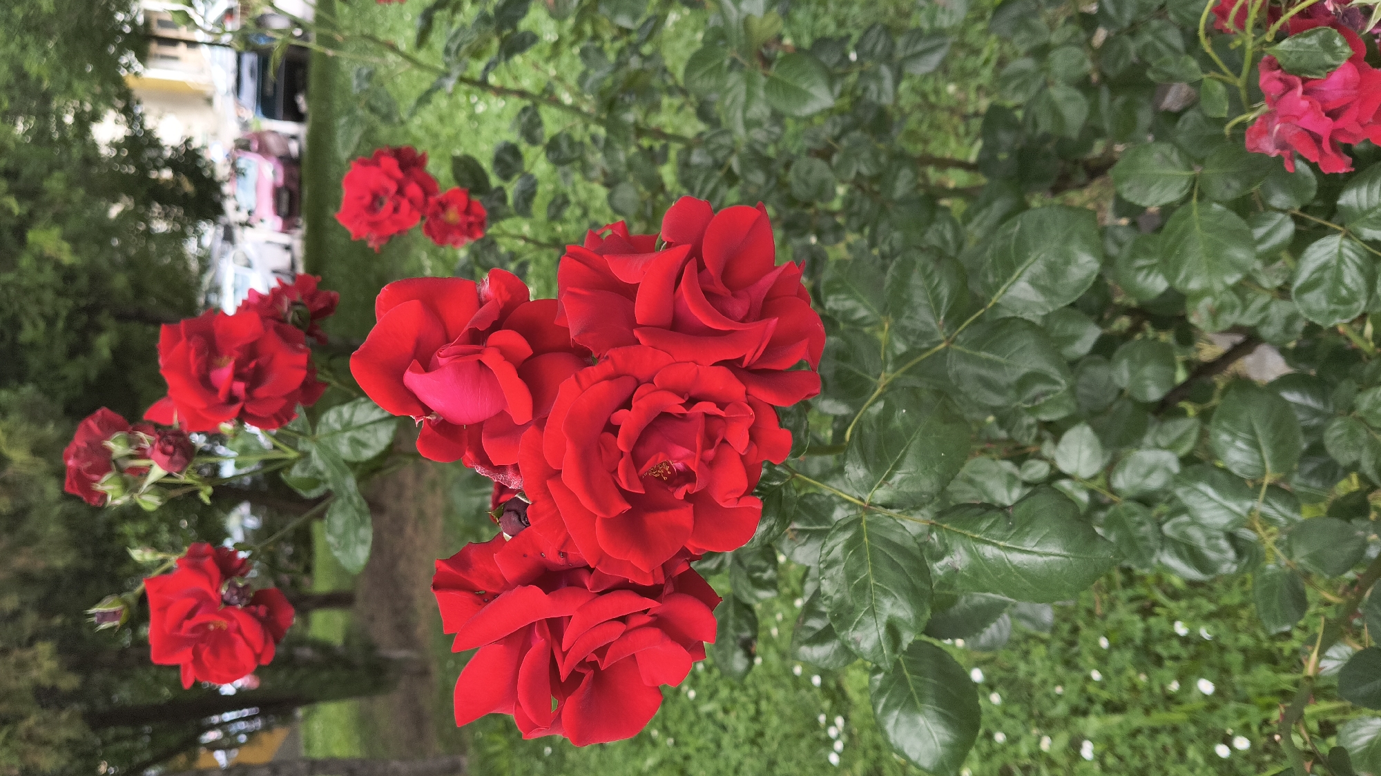 The image shows a cluster of vibrant red roses in bloom, set against a backdrop of greenery and trees. In the background, several cars are parked, suggesting an urban or suburban setting. The presence of cars and what appears to be a street or road indicates this scene is likely located in a populated area within the city of Shumen, Bulgaria. The roses are the central focus, with their petals unfurled and some buds still closed. The foliage of the rose bush is lush and green, with dewdrops or water droplets visible on some of the leaves, suggesting recent moisture. The lighting appears to be natural daylight, possibly overcast given the diffused light. The image captures a close-up view of the roses, with the background slightly out of focus, drawing attention to the detail and texture of the flowers. The overall impression is one of natural beauty within an urban environment.