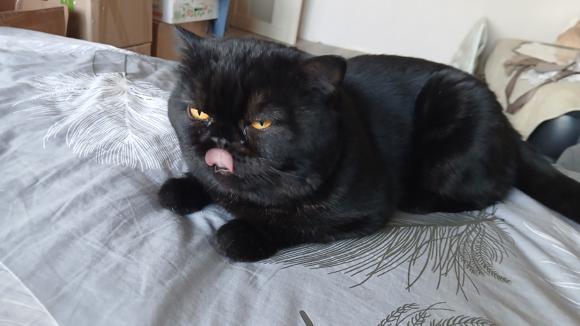 A black cat with yellow eyes is lying on a gray bedspread with a white feather pattern. The cat has its tongue sticking out slightly. The location is not discernible.