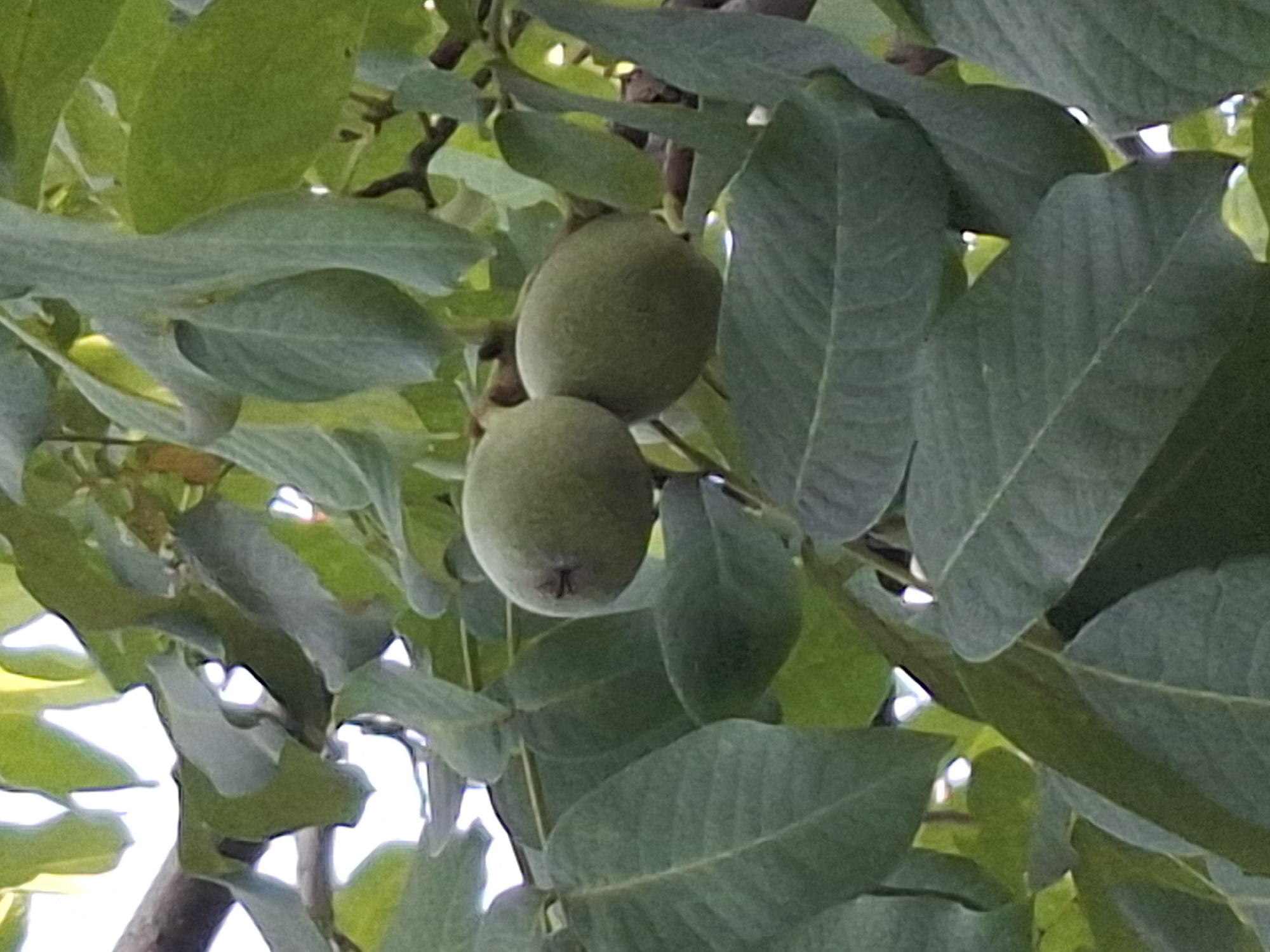 The image shows two unripe walnuts on a branch of a walnut tree, surrounded by green leaves. The walnuts are oval-shaped and light green. The leaves are large and dark green, with visible veins. The background is a mix of blurred green foliage and bright sky. The scene appears to be in a natural outdoor setting, consistent with a park or garden. There is no specific indication in the image that it is located in Almaty, Kazakhstan.