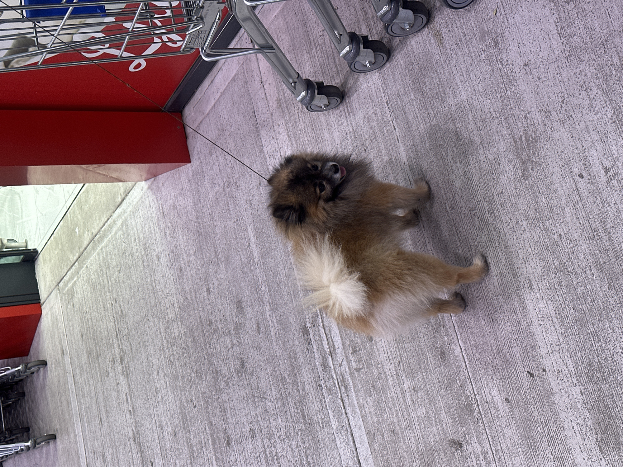 A small, fluffy Pomeranian dog with tan and brown fur stands on a concrete surface, leashed and looking to its right. The dog is facing away from the camera at an angle. To the right of the dog, a shopping cart with silver metal frame and black wheels is partially visible. Behind the dog and to the left, a red structure is present, possibly a building facade or display. The ground appears to be a textured concrete sidewalk or pavement. The scene is outdoors, possibly in a commercial area of Donji Pobori, Montenegro, near a shopping center or market.