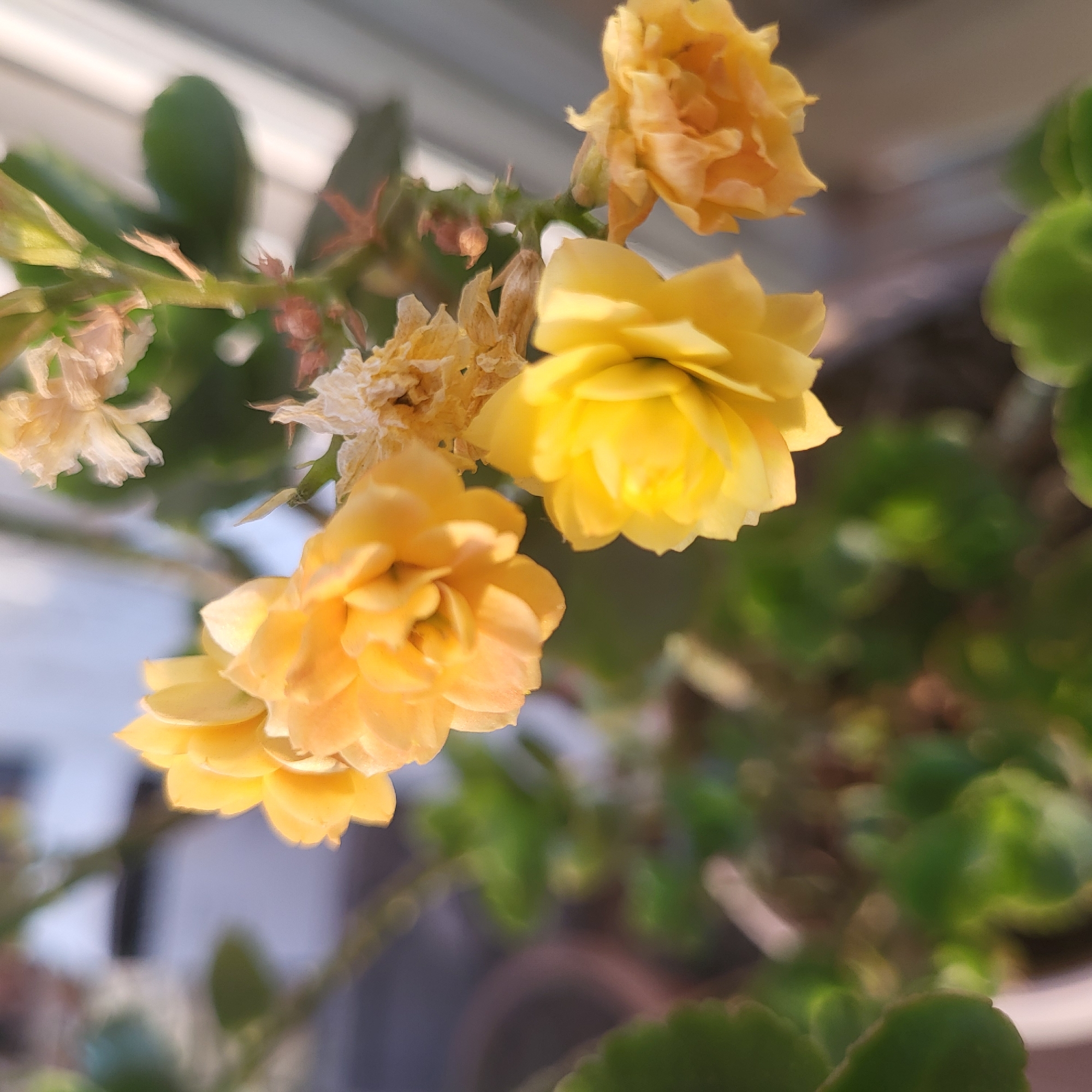 The image shows a close-up of yellow Kalanchoe flowers, some in full bloom and others drying out. Green, rounded leaves of the plant are visible in the background, slightly blurred. The location is likely indoors, possibly near a window, based on the lighting and the presence of a blurred, light-colored surface in the background. There is no clear evidence indicating the city of Yerevan, Armenia. There are no people visible.