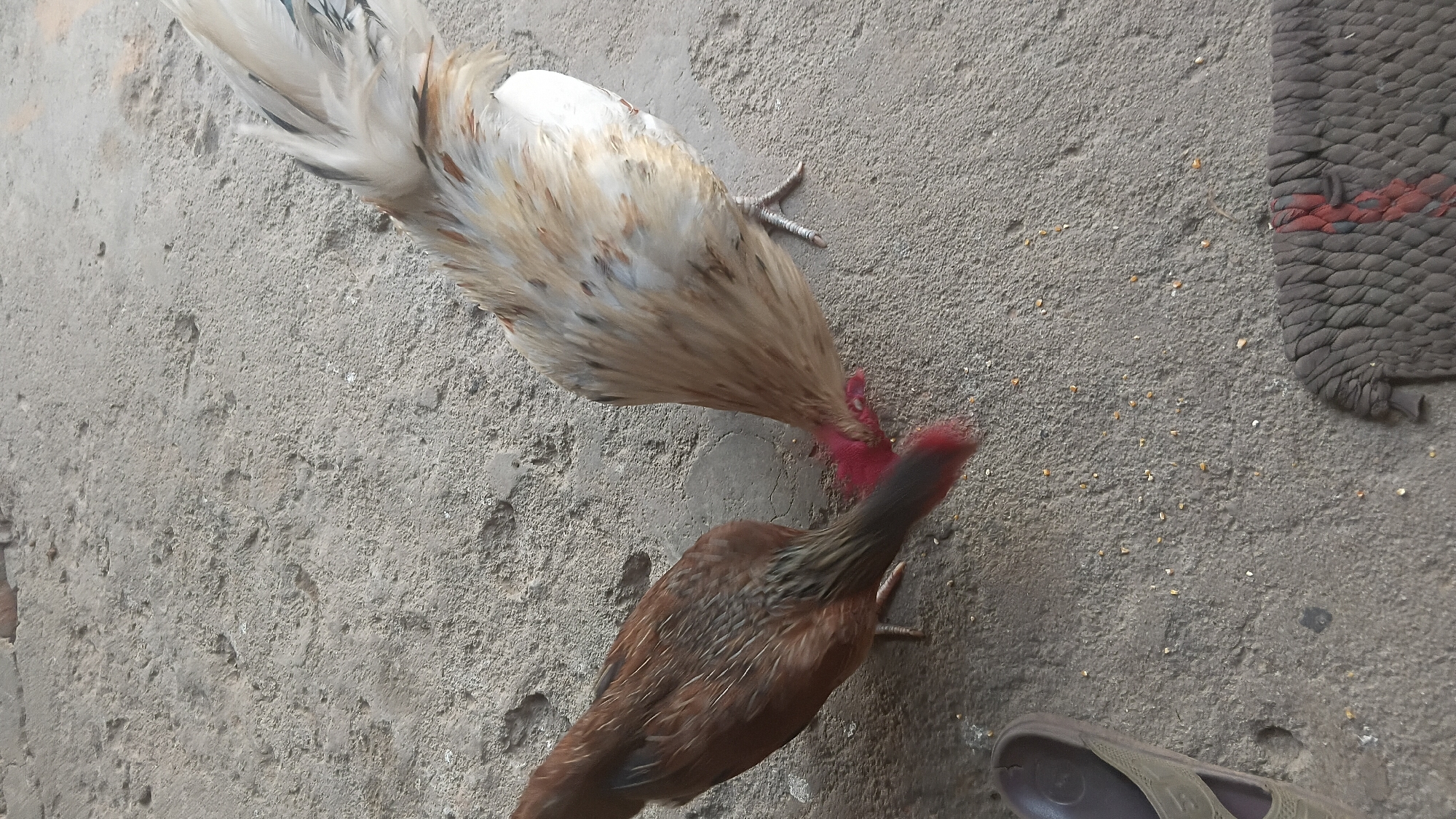 Two chickens are foraging on a concrete surface. One chicken on the left is brown with black and grey markings, and the other on the right is predominantly white with brown and grey speckles. Both chickens are pecking at scattered grains on the ground. A brown sandal is visible on the left side of the frame, and a dark woven mat is present on the lower right. The scene is outdoors on a rough, gray concrete surface, possibly in a backyard or rural area within the city of Prabumulih, Indonesia.