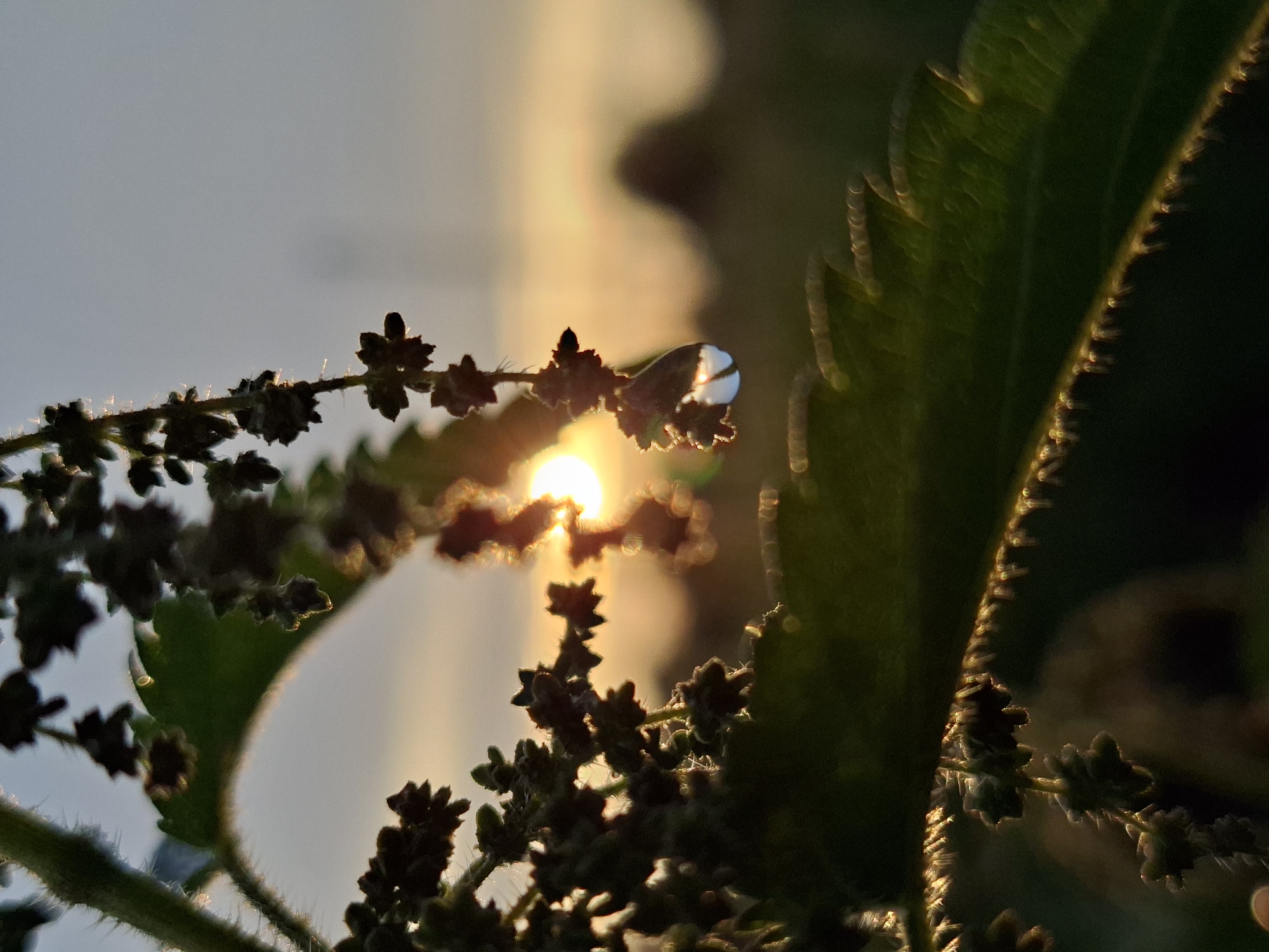 A close-up, low-angle shot captures a sprig of green plant with small, dark flower clusters against a softly blurred background of a sunset. A single, clear droplet of water hangs from one of the flower clusters, reflecting the bright orange sun. The sun's rays create a lens flare effect around the droplet and highlight the fuzzy texture of the plant's stem and leaf edges. The overall lighting suggests it is dusk, with the sky transitioning from a pale blue to a warm, hazy orange near the horizon. The image does not contain any elements that place it in Karsha, Russia; it depicts a natural outdoor scene.