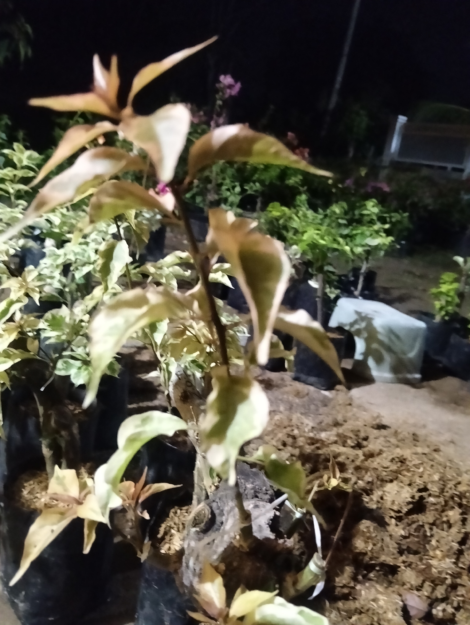 The image depicts an outdoor scene at night, likely in Cotseurani, Indonesia, with several plants in various stages of growth. The foreground features a central plant with distinctive variegated leaves, showing shades of light green, cream, and a reddish-brown hue on new growth. This plant appears to be in a pot or a planting bag, with visible soil or planting medium. Surrounding it are other potted plants, many of which are in black plastic bags. In the background, more greenery is visible, along with what appears to be a structure with white siding. The lighting is dim, creating a nighttime ambiance, and suggests an artificial light source is present, illuminating the plants. The ground is covered with a rough, textured material, possibly mulch or a natural earthy surface. There are no people visible in the image.