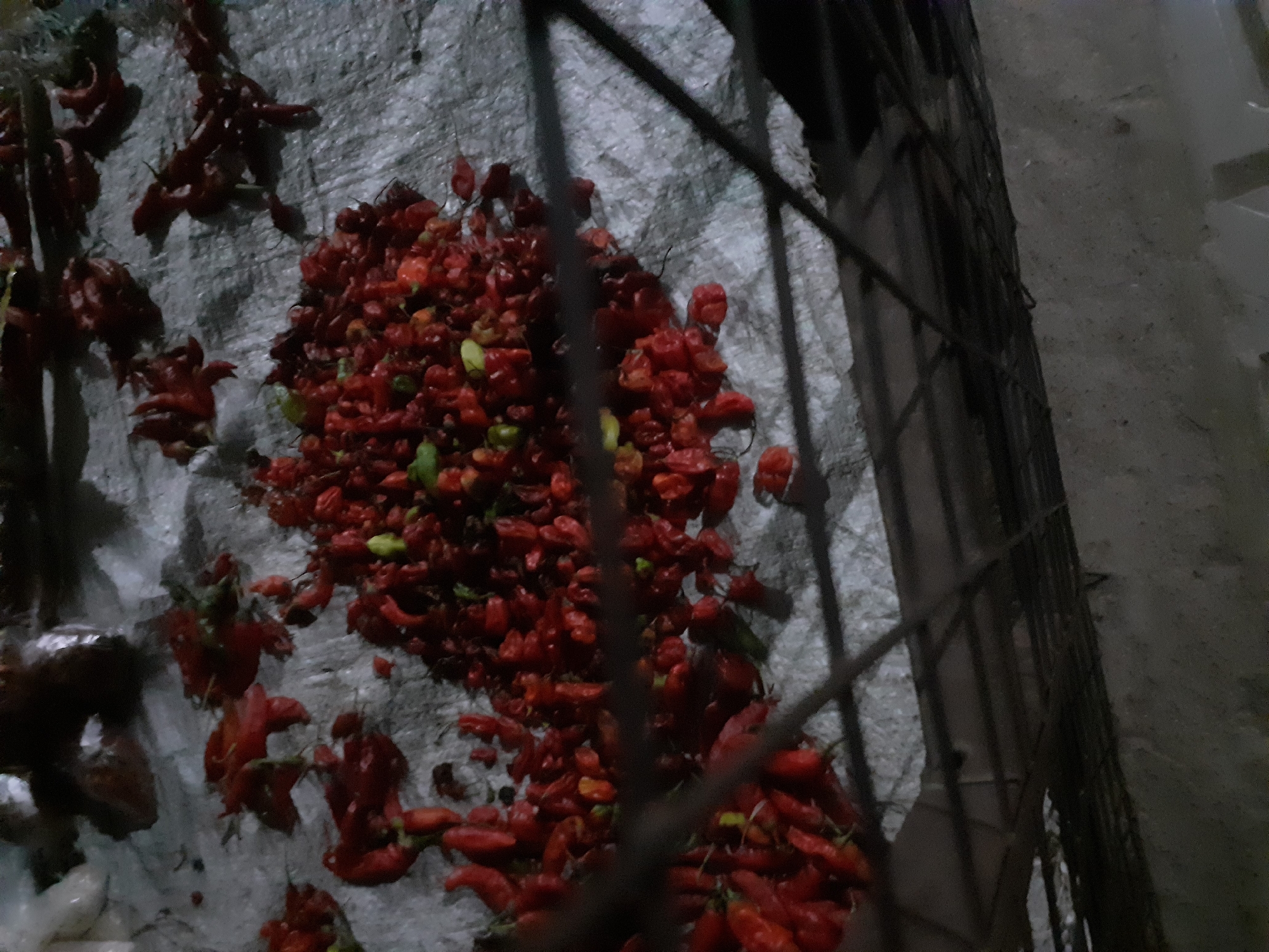 The image depicts a close-up, slightly blurred view of a pile of red chili peppers spread on a grey tarp, likely at a market stall. The peppers are small and appear to be of various shapes and sizes, with some showing green stems and others just the red fruit. The tarp is textured and appears somewhat dirty. In the foreground, a metal grate or railing obstructs a clear view of the peppers, suggesting the photo was taken through a barrier. The overall lighting is dim, casting shadows and contributing to the grainy quality of the image. The scene is consistent with an outdoor market setting, potentially in Jalingo, Nigeria, given the context. There are no people visible in the image, and no specific actions or interactions are depicted beyond the presentation of the peppers for sale or processing. The environment appears to be a ground-level surface, with a hint of a concrete or similar material visible at the bottom of the frame.
