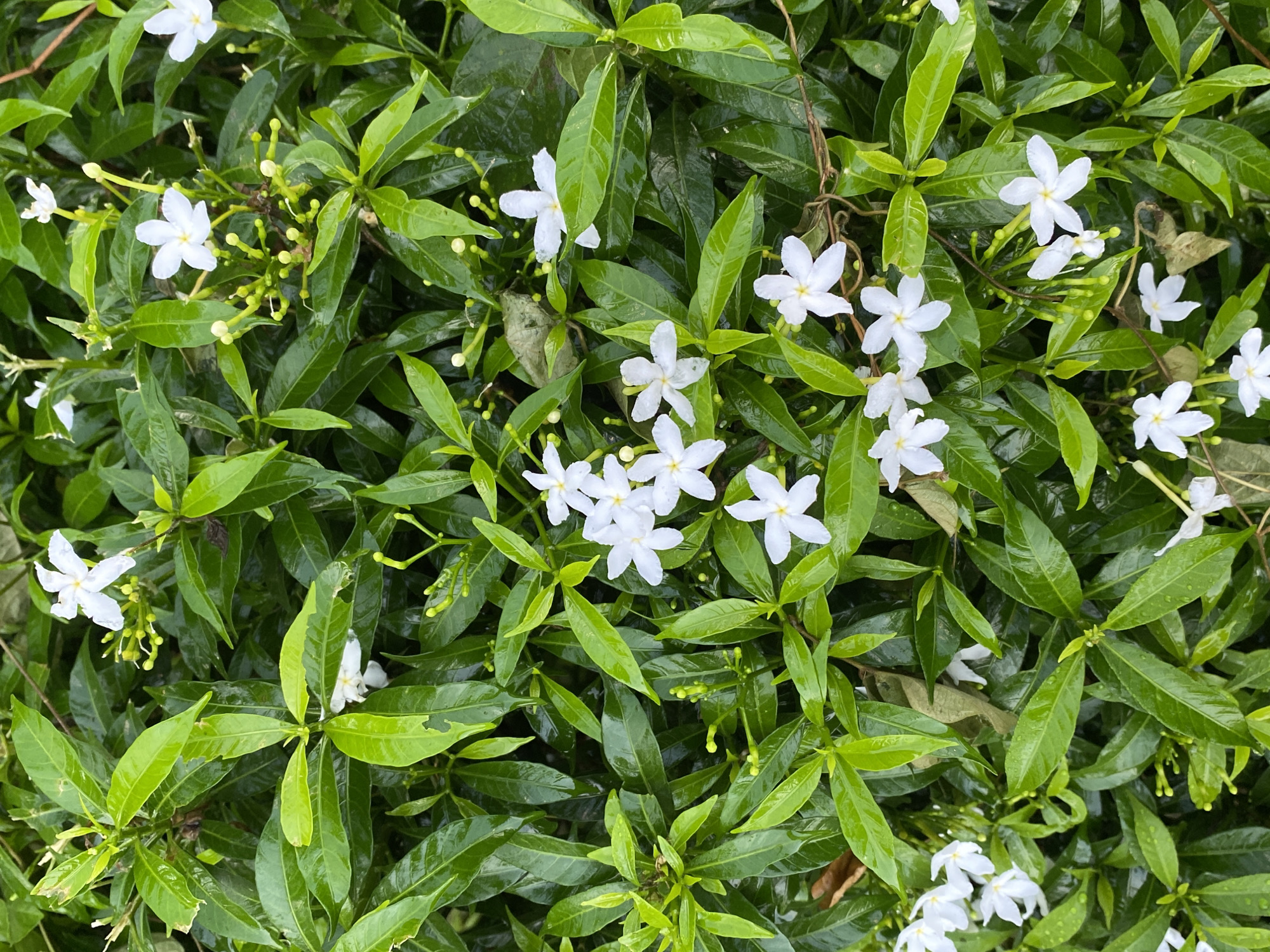 The image shows a close-up of a green plant with small, white, star-shaped flowers blooming amongst the foliage. The leaves are glossy and appear to be wet. The scene is located outdoors, likely in a garden or natural setting within Davao City, Philippines. No people are visible.