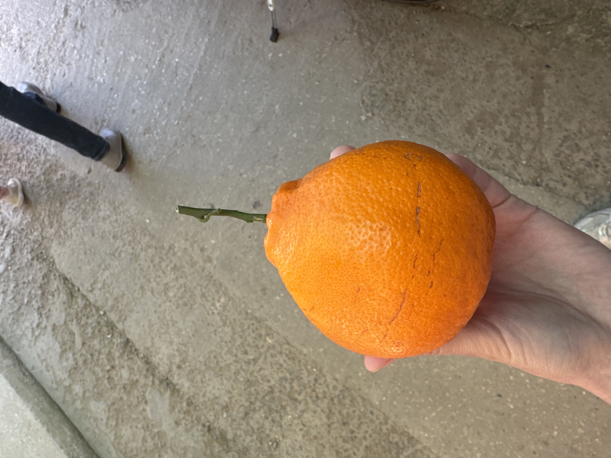 The image shows an orange citrus fruit, likely freshly picked with a short stem still attached, held in a person's hand. The background is an exterior concrete surface, possibly a patio or walkway. In the periphery of the image, parts of legs wearing jeans and shoes are visible, suggesting the person holding the fruit is standing. Considering the given location, городское поселение Щелкино, Ukraine, the scene likely depicts someone with a locally grown citrus fruit.