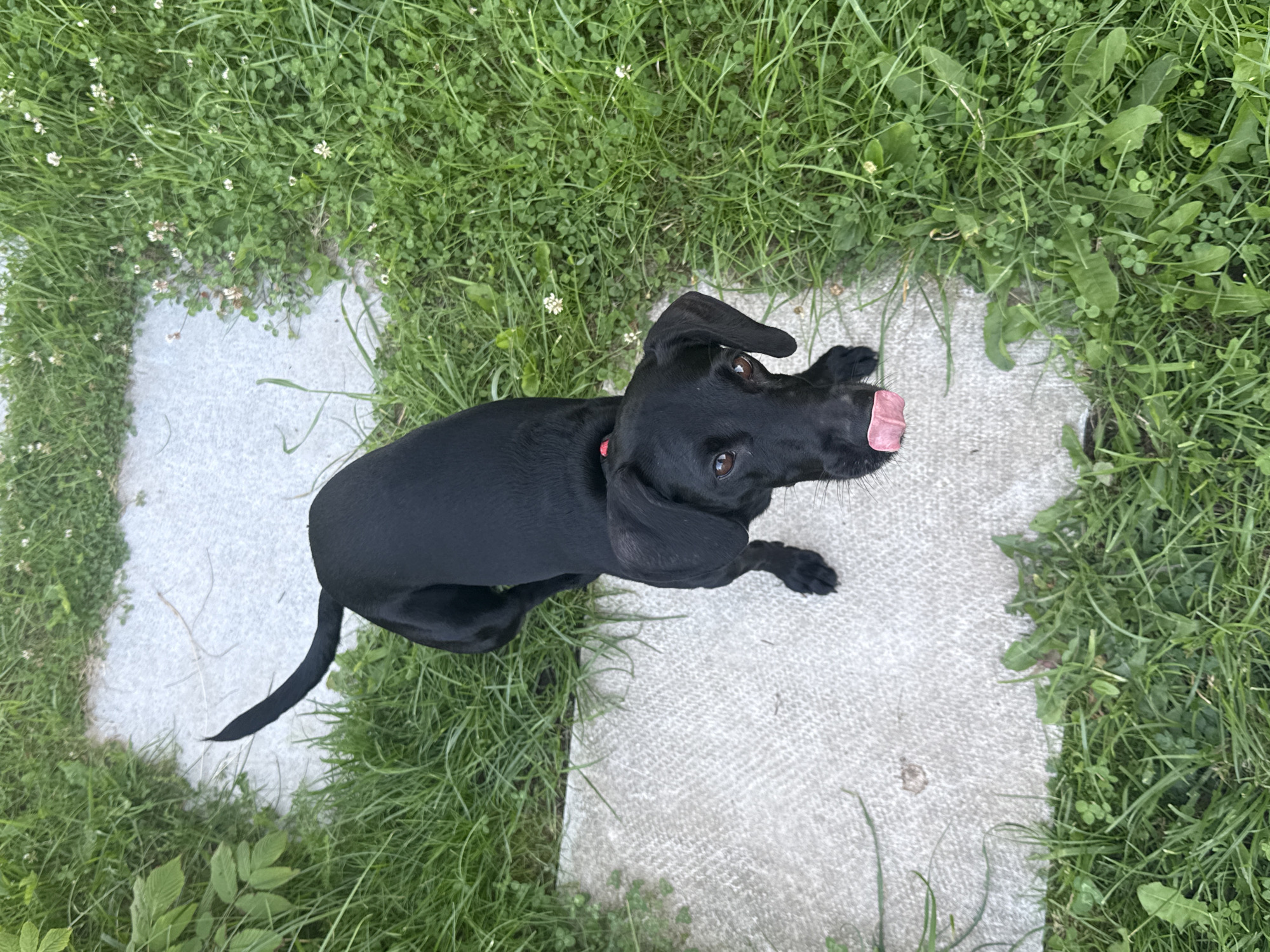 In Lyady, Russia, a black dog with a pink tongue sticking out is seen from a high angle. The dog is standing on a light-colored, textured surface, possibly concrete or stone, surrounded by lush green grass. The dog is facing towards the camera, and its body is angled to the right. Its tail is curved upwards and to the left. In the background, there is more green grass with scattered white flowers, and the textured surface continues. The lighting suggests it is daytime.